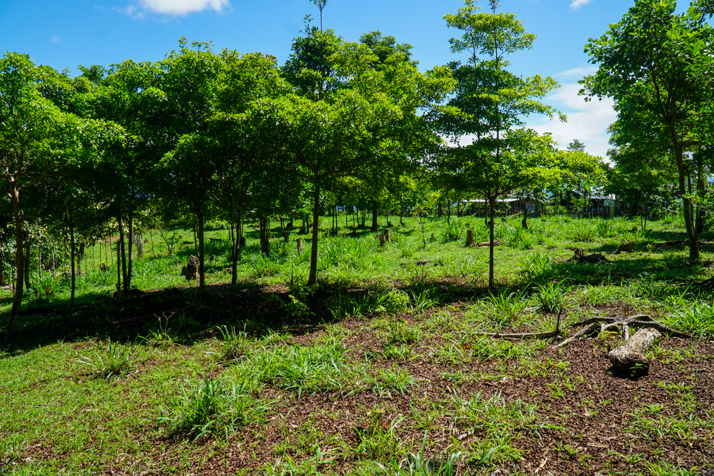 0 bed Land For Sale in Perez Zeledon, San Jose - thumb 15