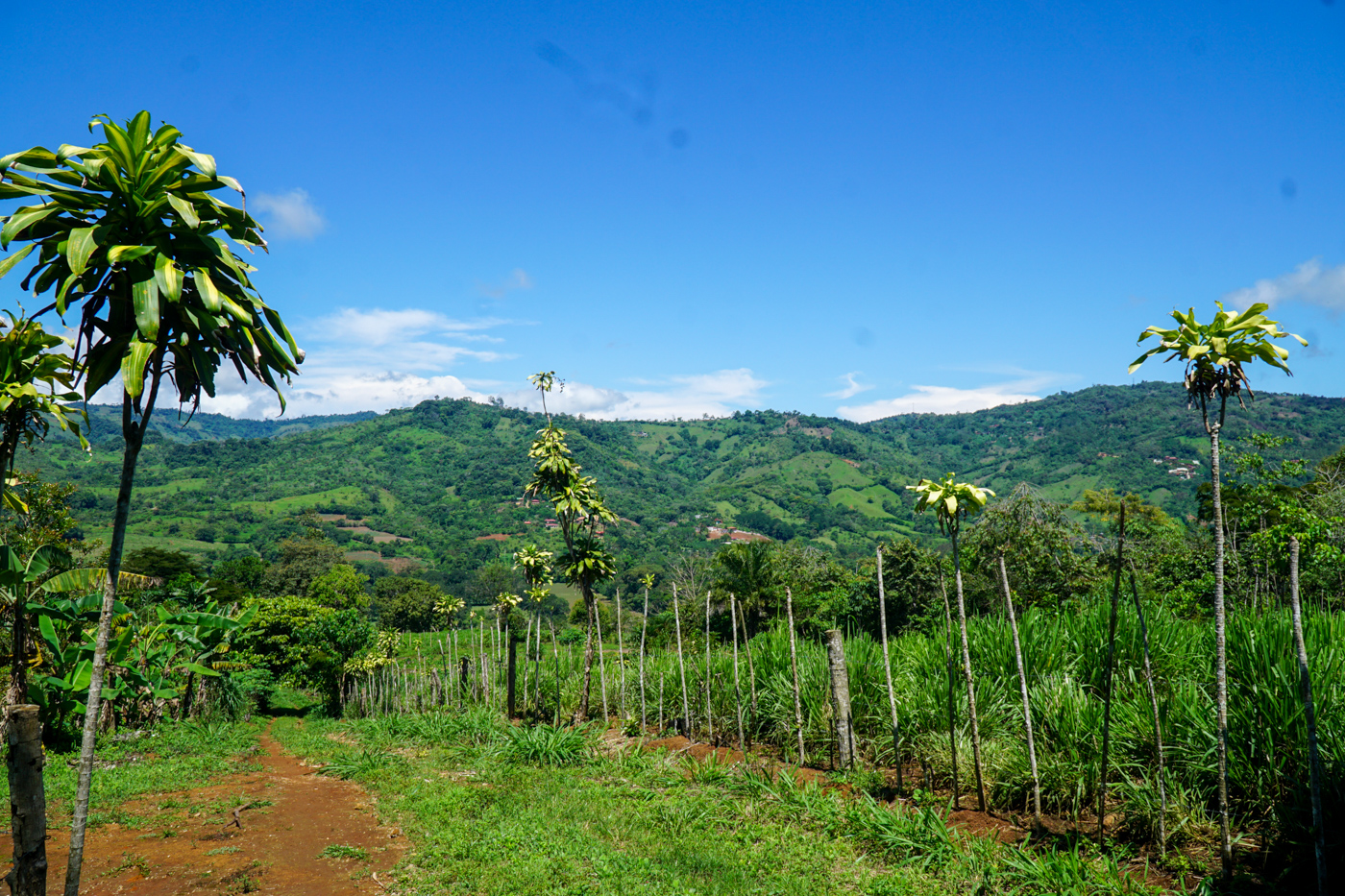 0 bed Land For Sale in Perez Zeledon, San Jose - thumb 6