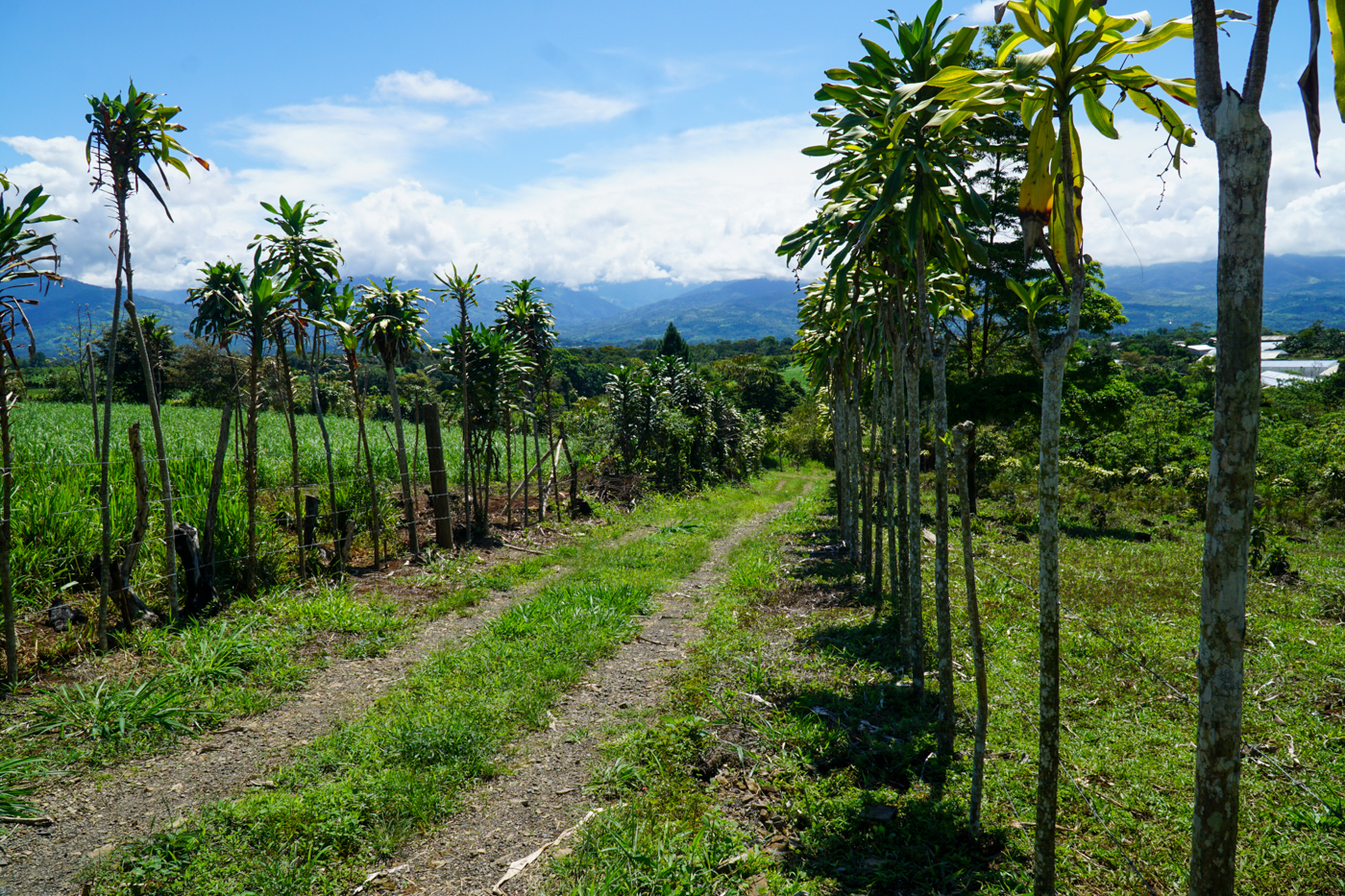 0 bed Land For Sale in Perez Zeledon, San Jose - thumb 3