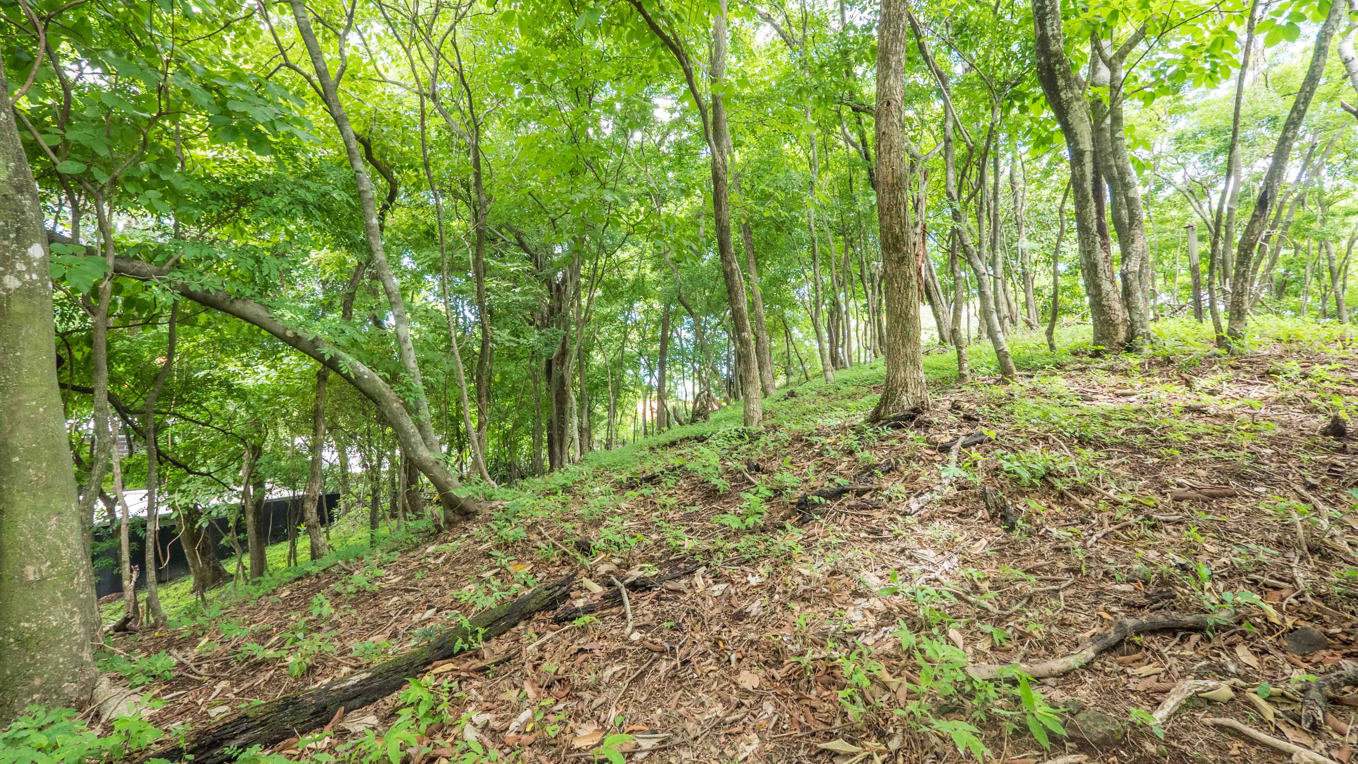 0 bed Land For Sale in Nosara, Guanacaste - thumb 4