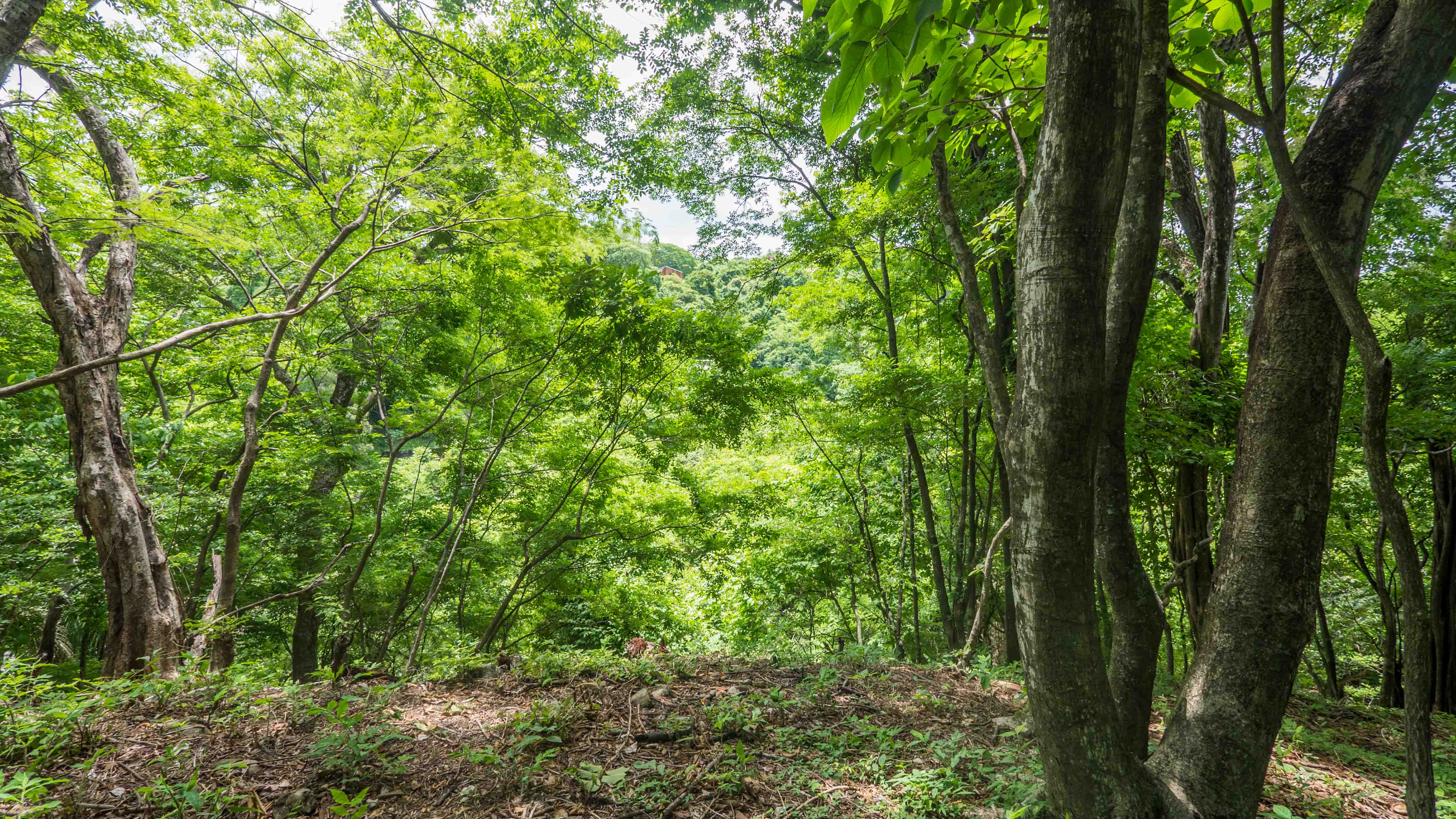 0 bed Land For Sale in Playa Guiones, Guanacaste - thumb 12