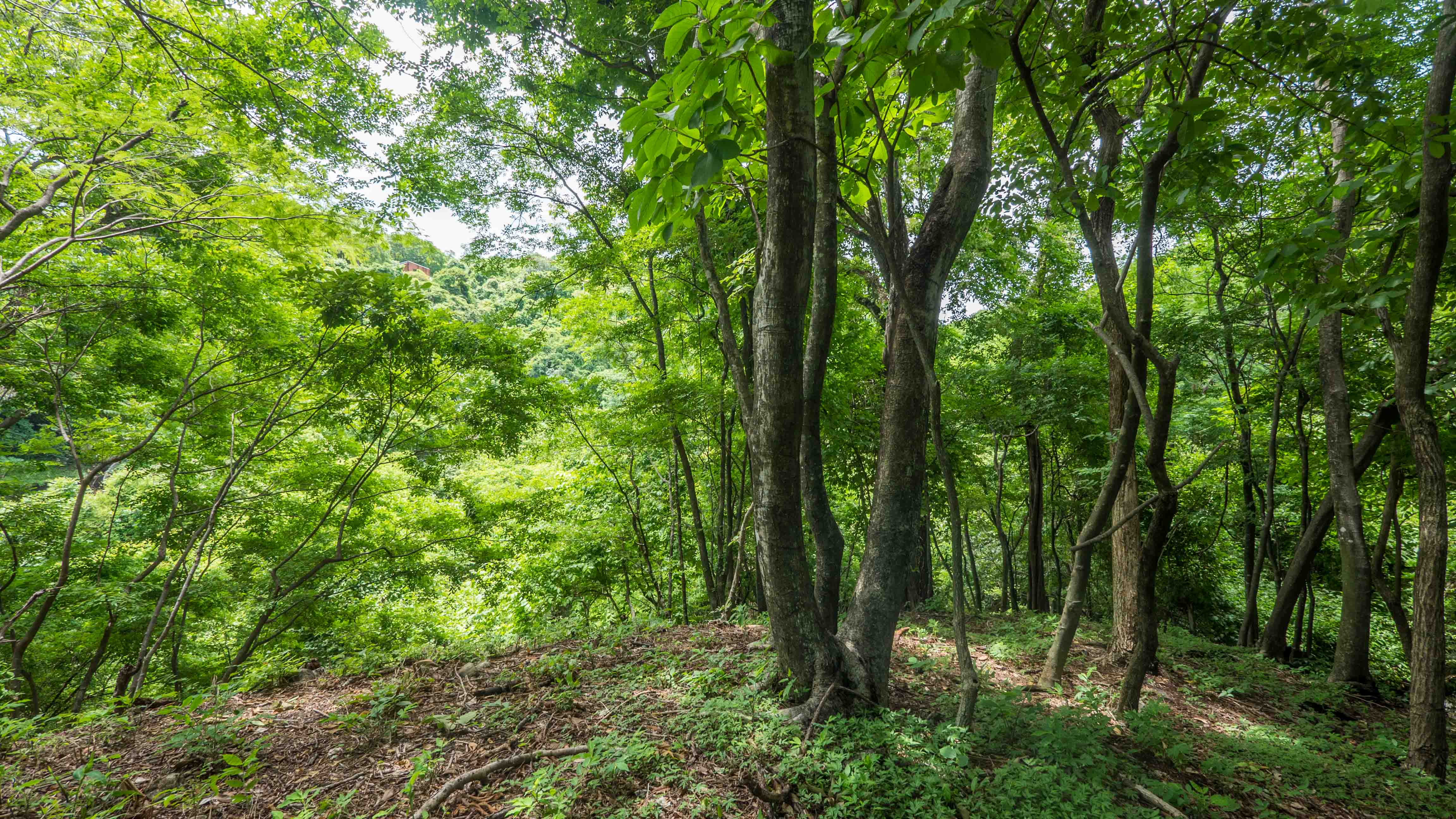 0 bed Land For Sale in Playa Guiones, Guanacaste - thumb 13