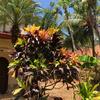  - Elevated Lot in Pueblo Colonial Gated Community for Own Spanish Colonial Home