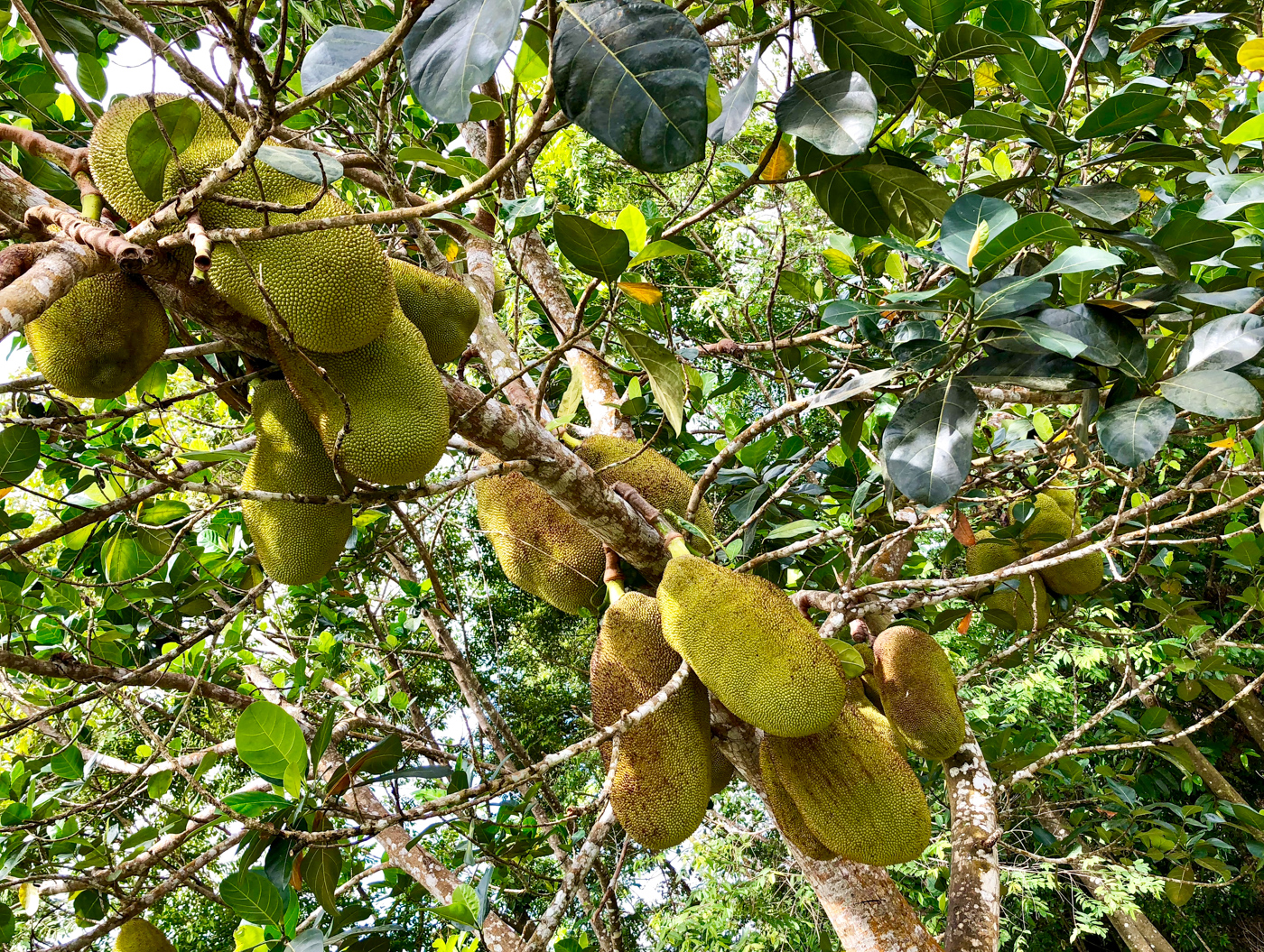 13 bed Hotel / Leisure For Sale in Perez Zeledon, San Jose - thumb 17