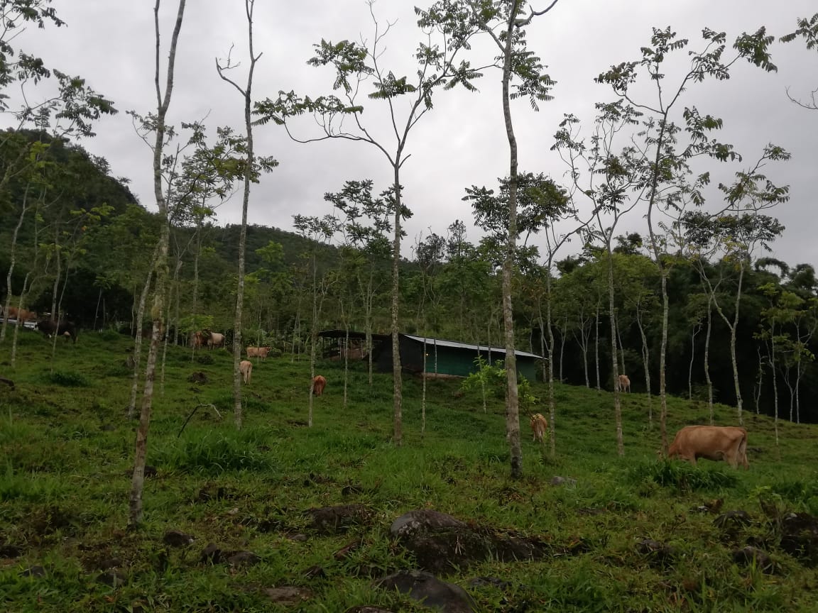 0 bed Land For Sale in Perez Zeledon, Puntarenas - thumb 6
