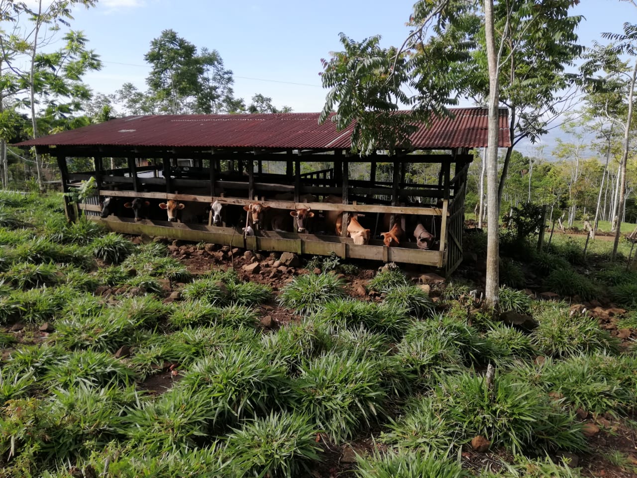 0 bed Land For Sale in Perez Zeledon, Puntarenas - thumb 7