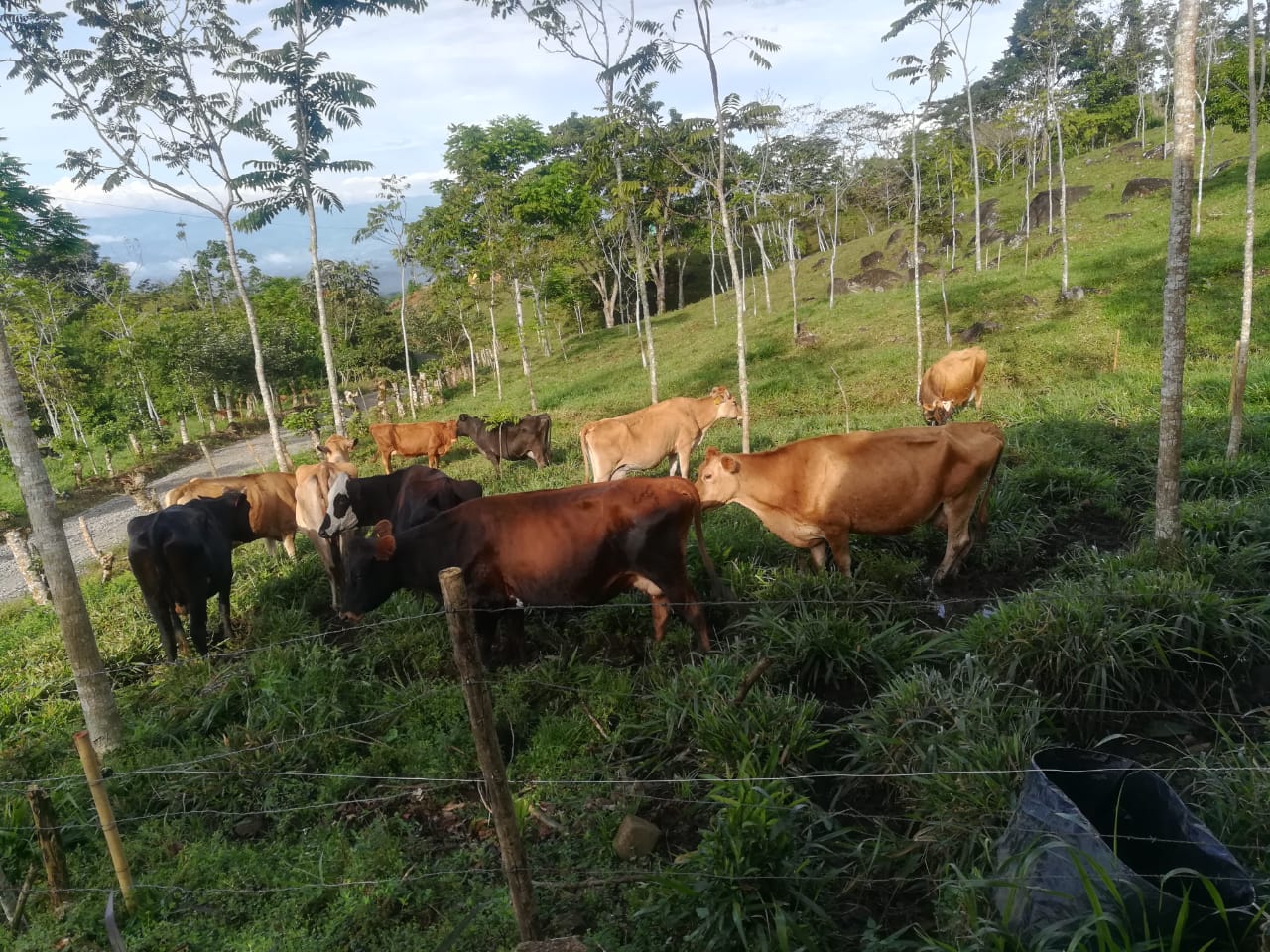 0 bed Land For Sale in Perez Zeledon, Puntarenas - thumb 1