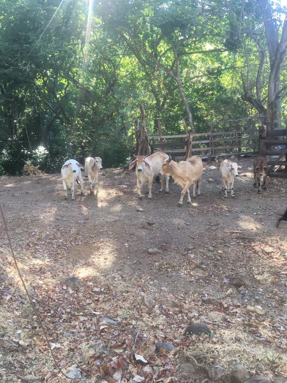 0 bed Land For Sale in Atenas, Alajuela - thumb 23