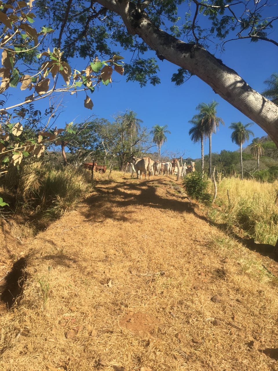 0 bed Land For Sale in Atenas, Alajuela - thumb 20