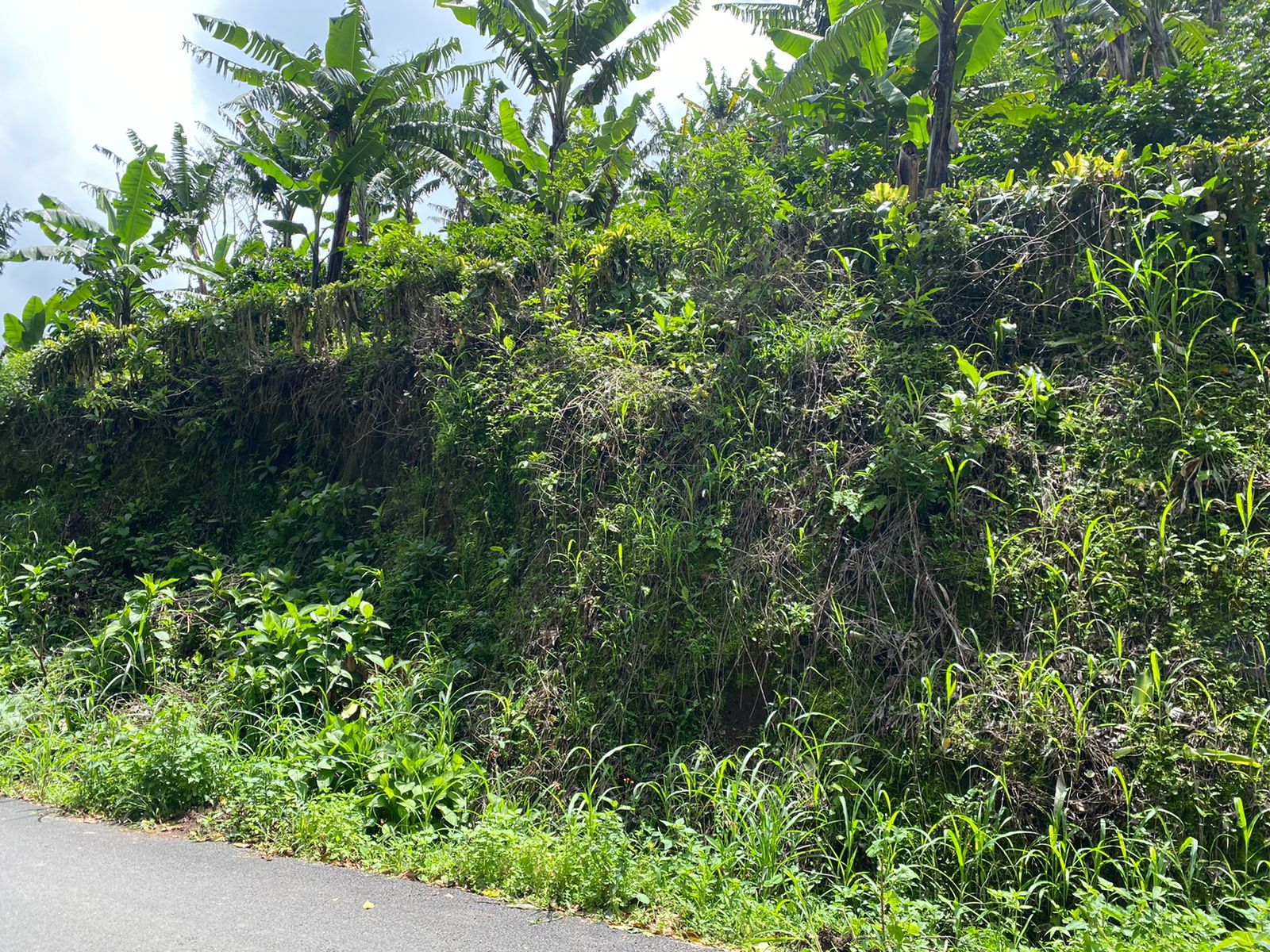 0 bed Land For Sale in San Jose, San Jose - thumb 5