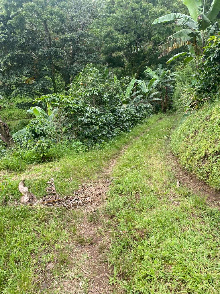 0 bed Land For Sale in San Jose, San Jose - thumb 7