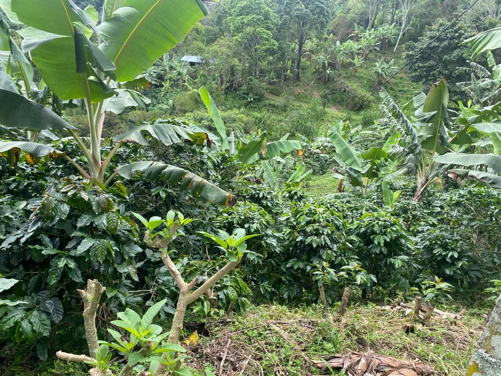 0 bed Land For Sale in San Jose, San Jose - thumb 11