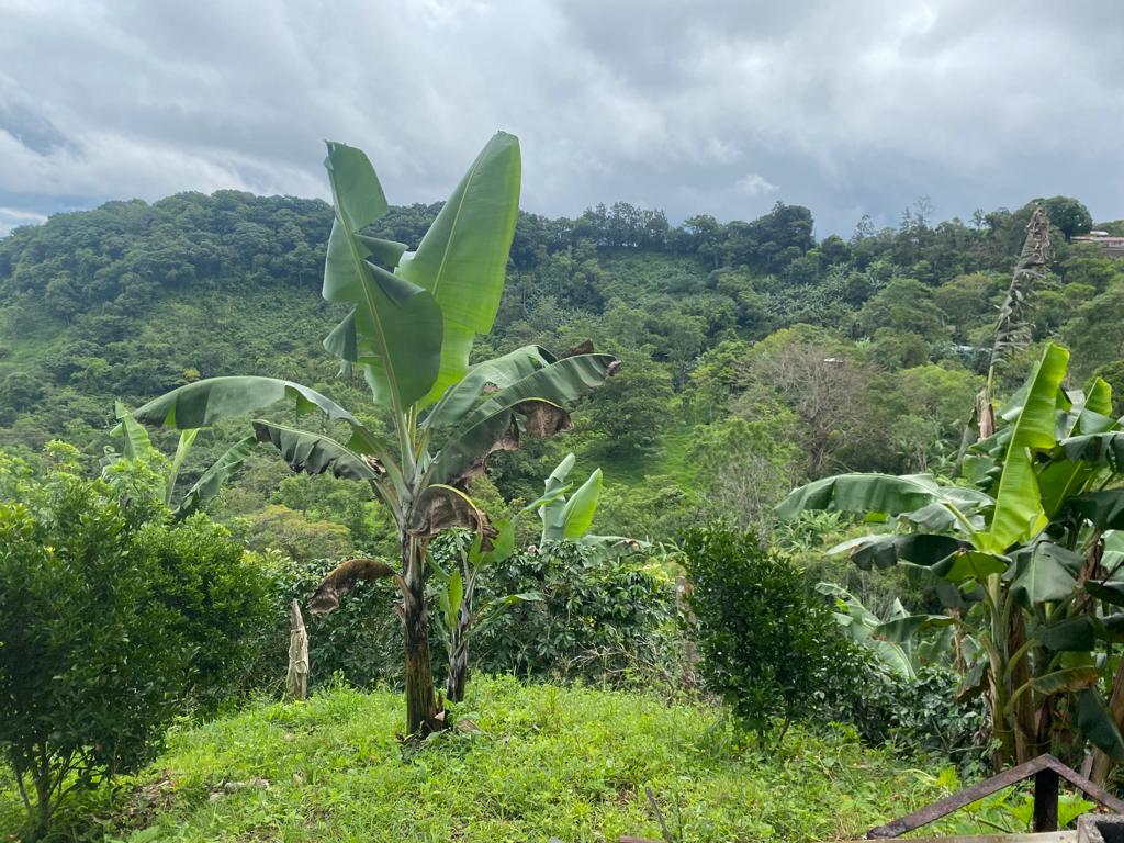 0 bed Land For Sale in San Jose, San Jose - thumb 12
