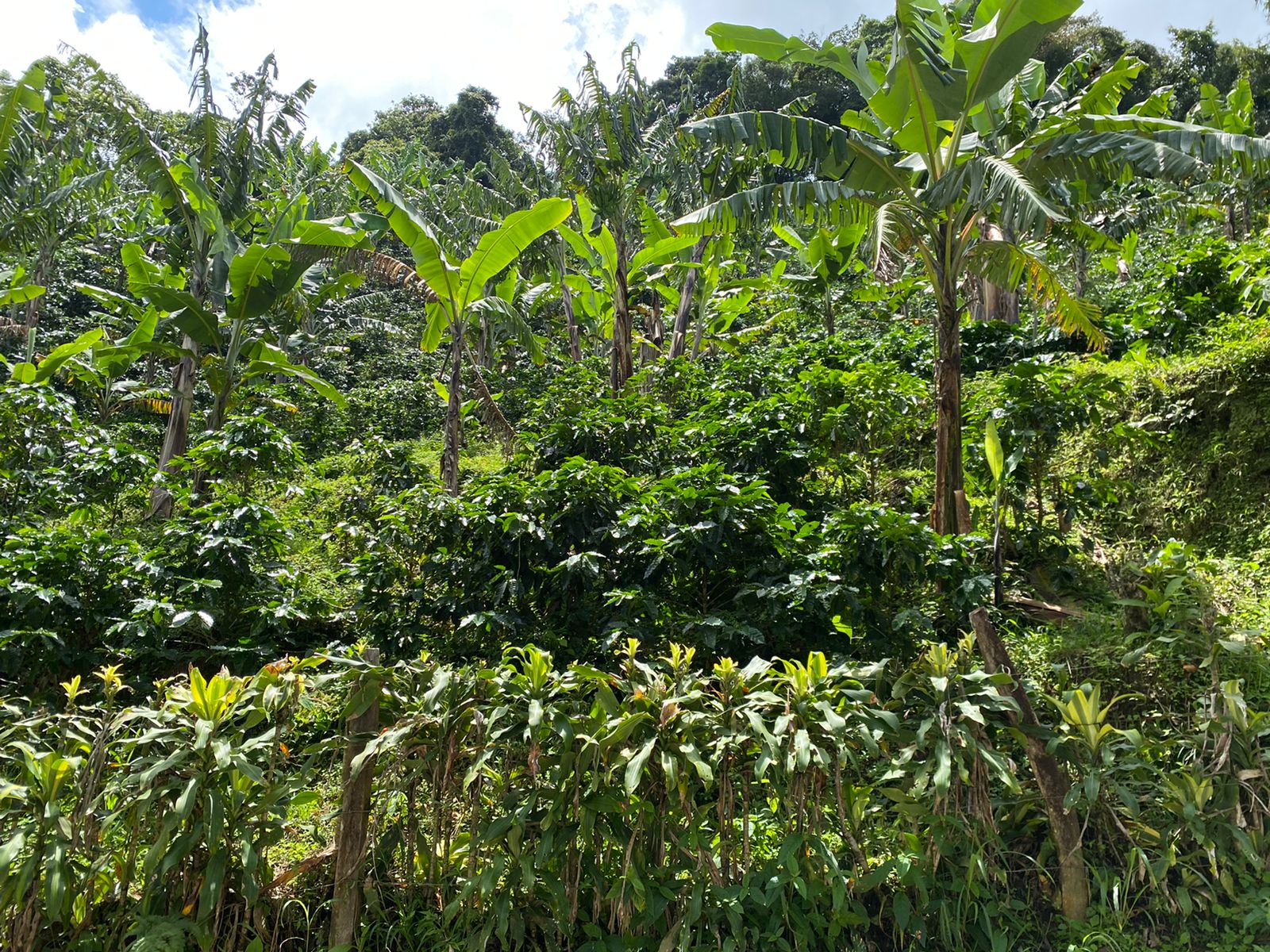 0 bed Land For Sale in San Jose, San Jose - thumb 1