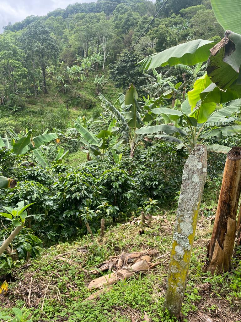 0 bed Land For Sale in San Jose, San Jose - thumb 4