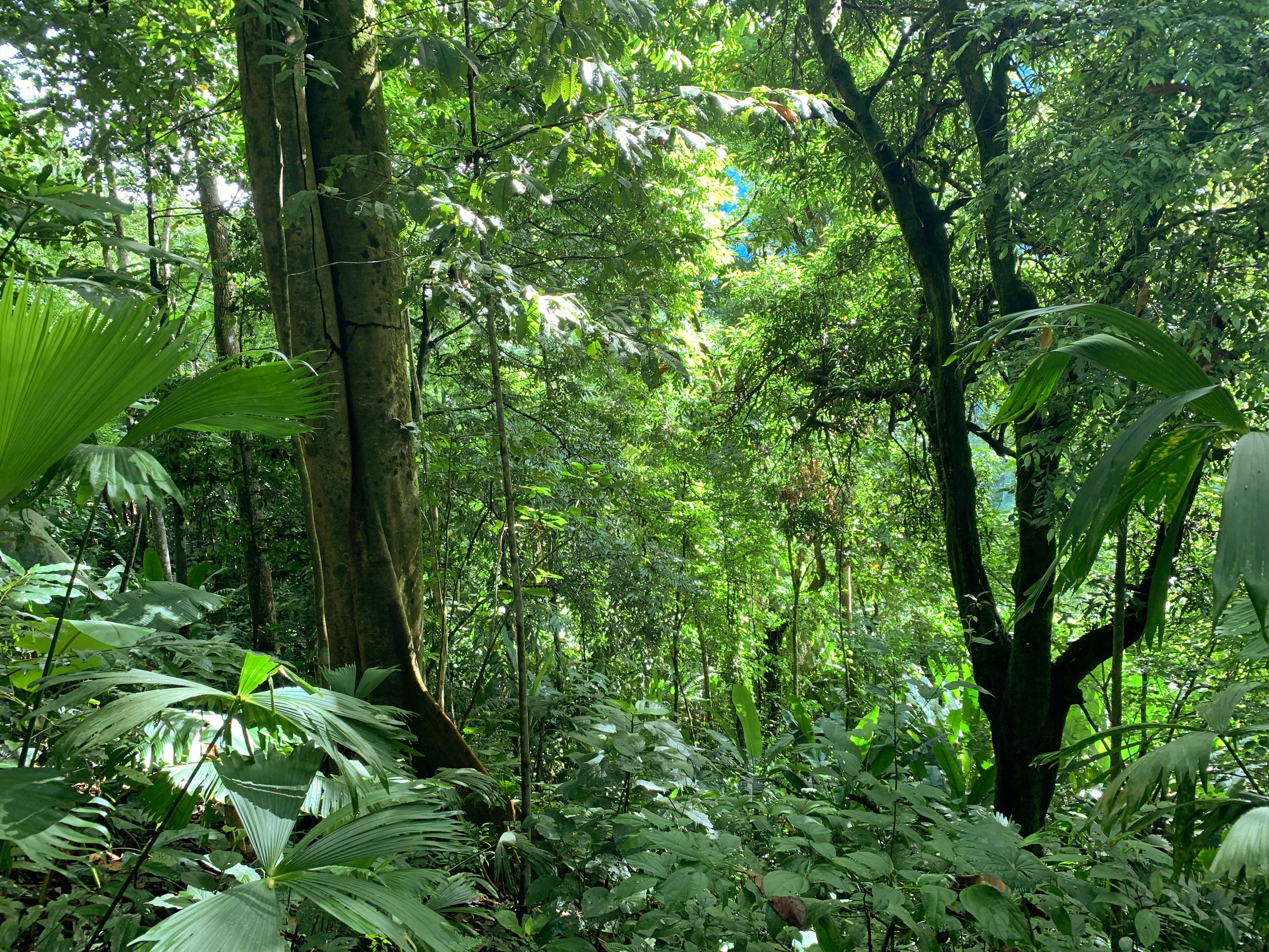 0 bed Land For Sale in Uvita, Puntarenas - thumb 18