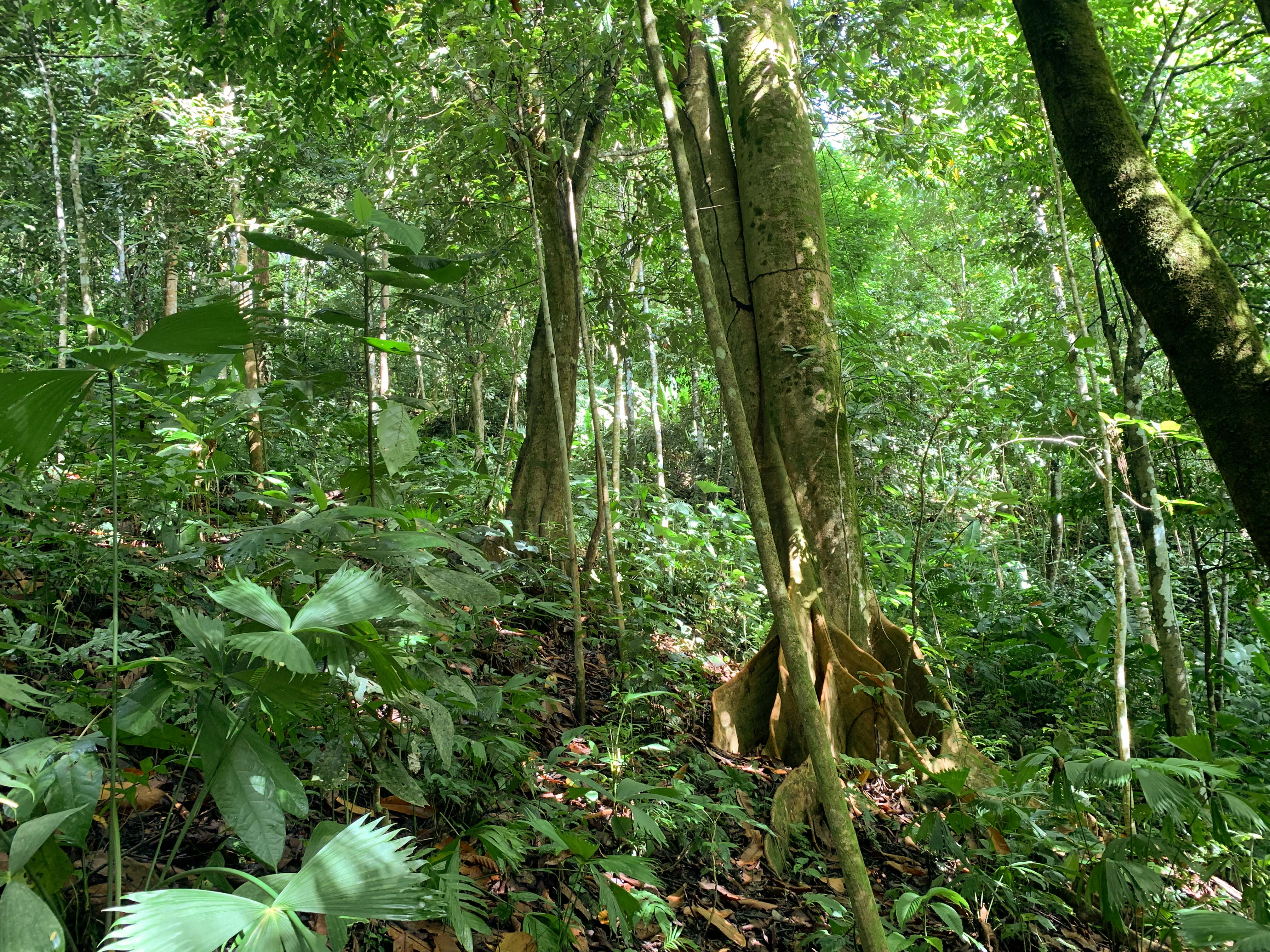 0 bed Land For Sale in Uvita, Puntarenas - thumb 19