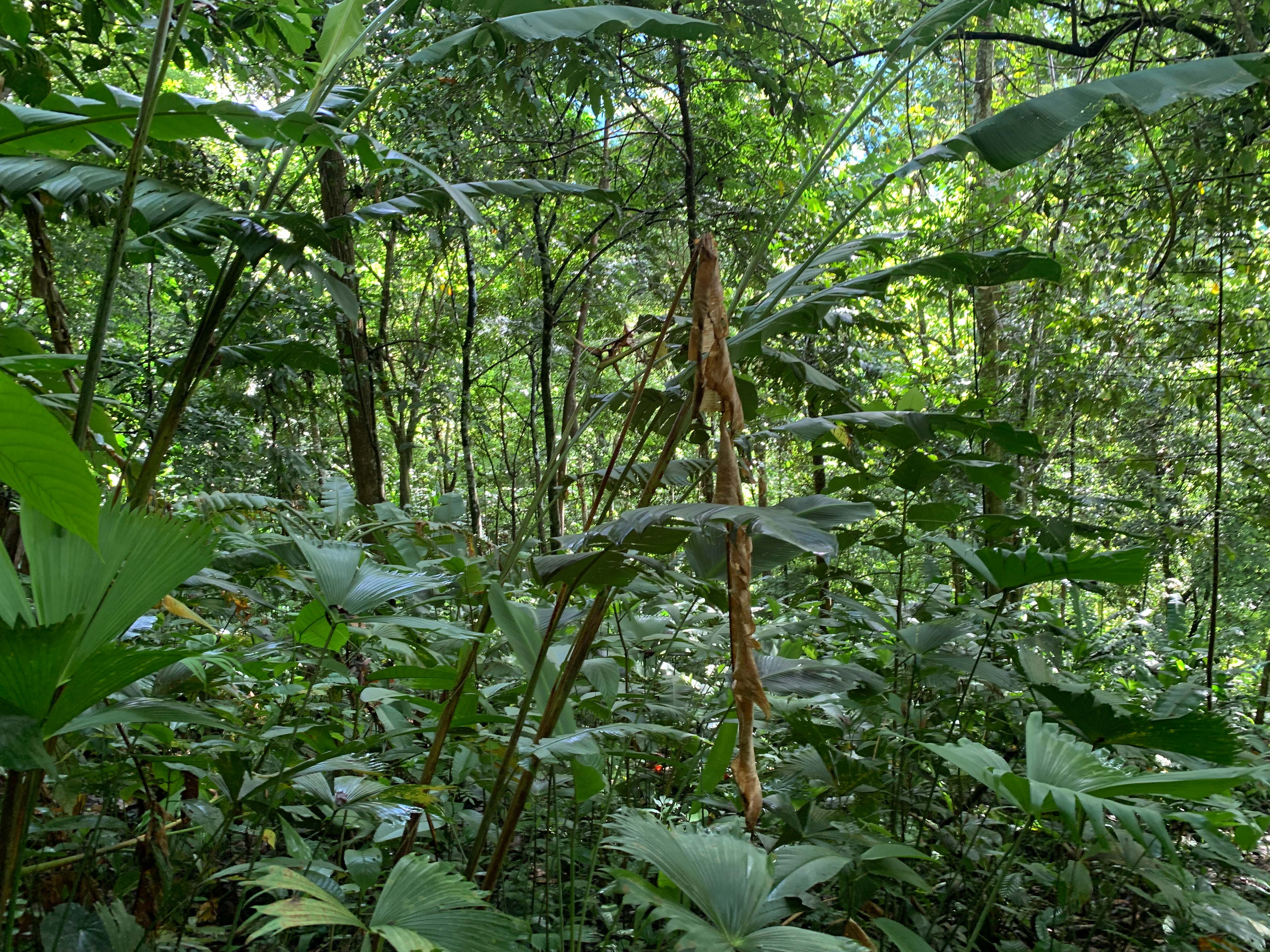 0 bed Land For Sale in Uvita, Puntarenas - thumb 15