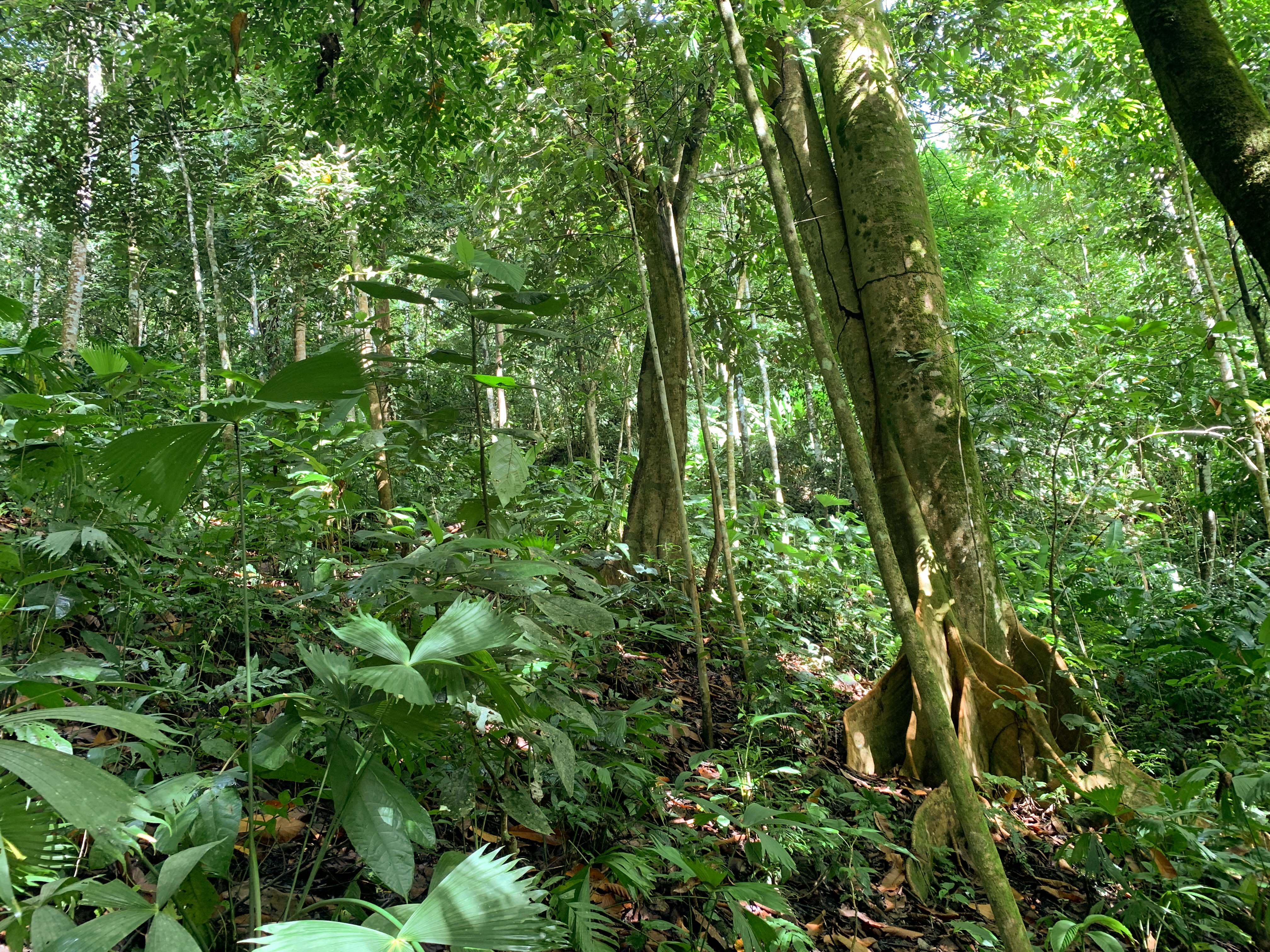 0 bed Land For Sale in Uvita, Puntarenas - thumb 20