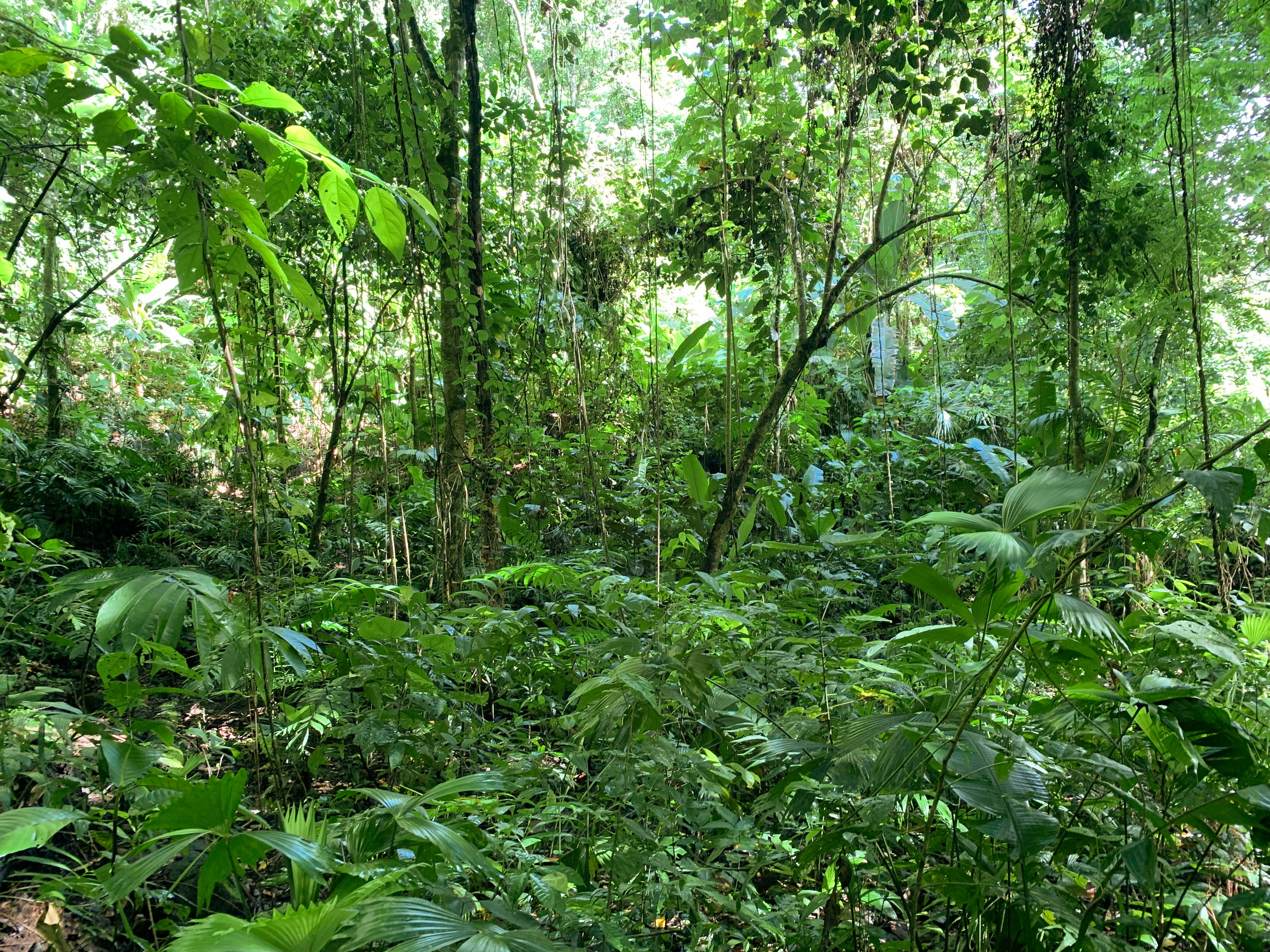 0 bed Land For Sale in Uvita, Puntarenas - thumb 21