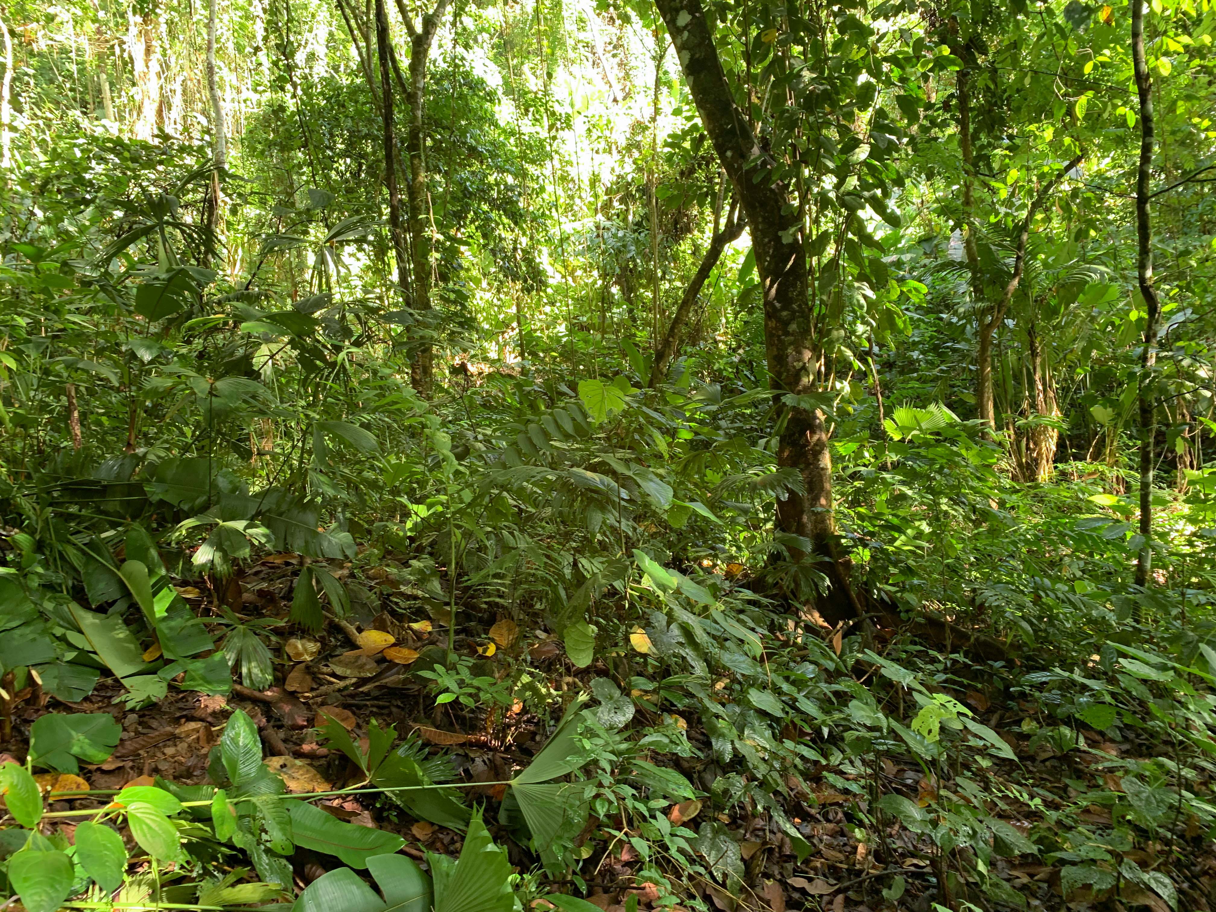 0 bed Land For Sale in Uvita, Puntarenas - thumb 22