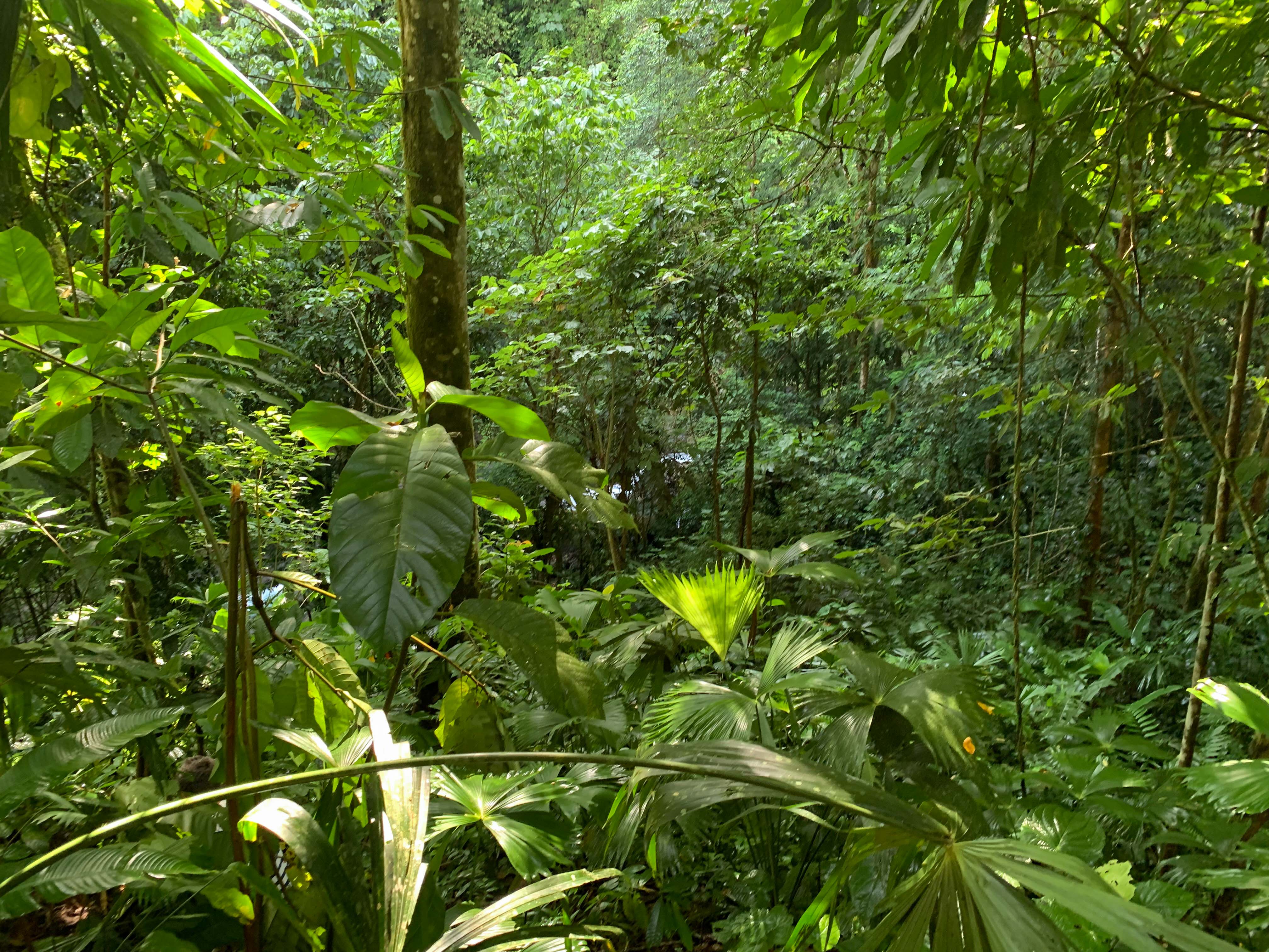 0 bed Land For Sale in Uvita, Puntarenas - thumb 24