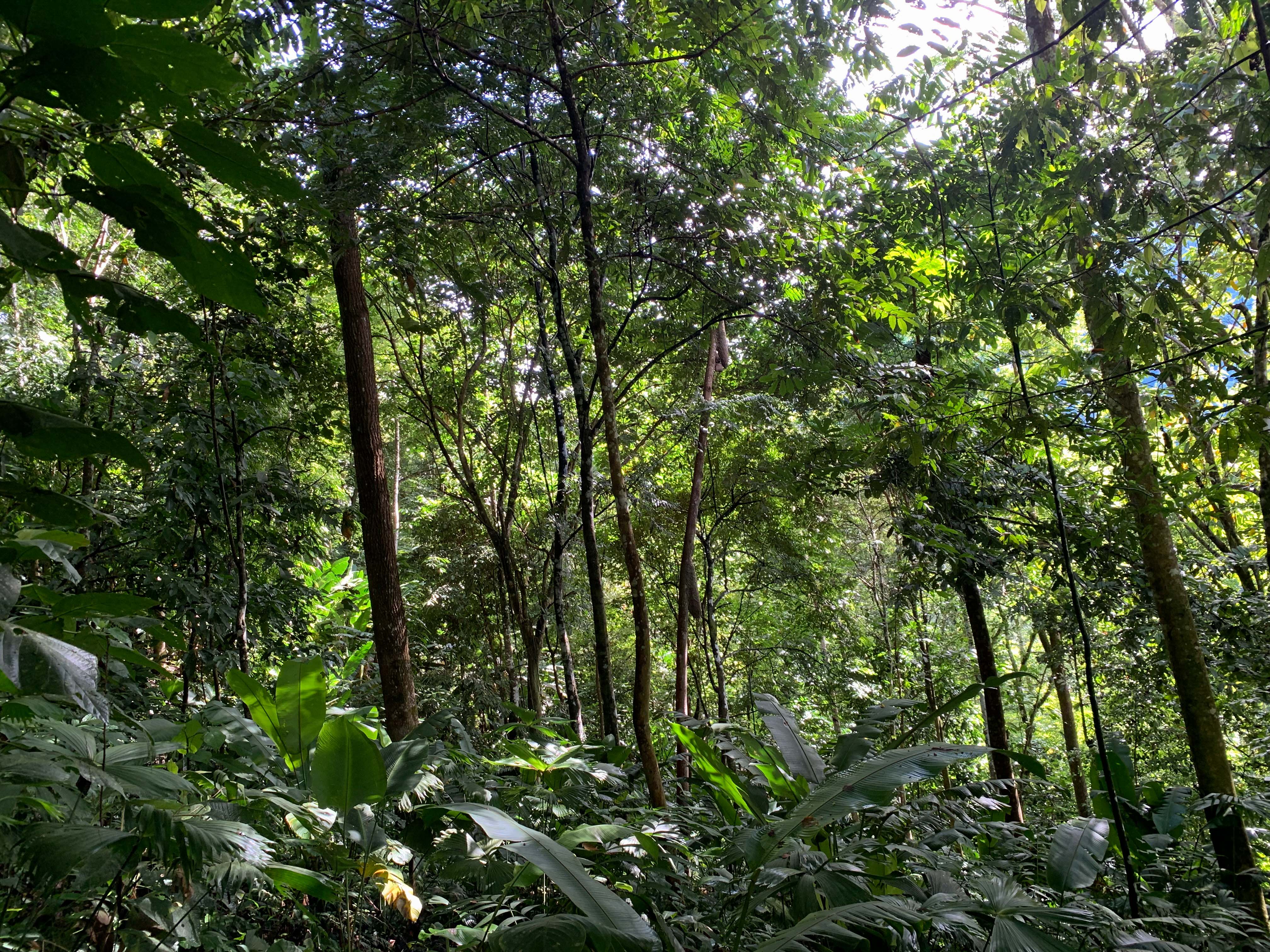 0 bed Land For Sale in Uvita, Puntarenas - thumb 16