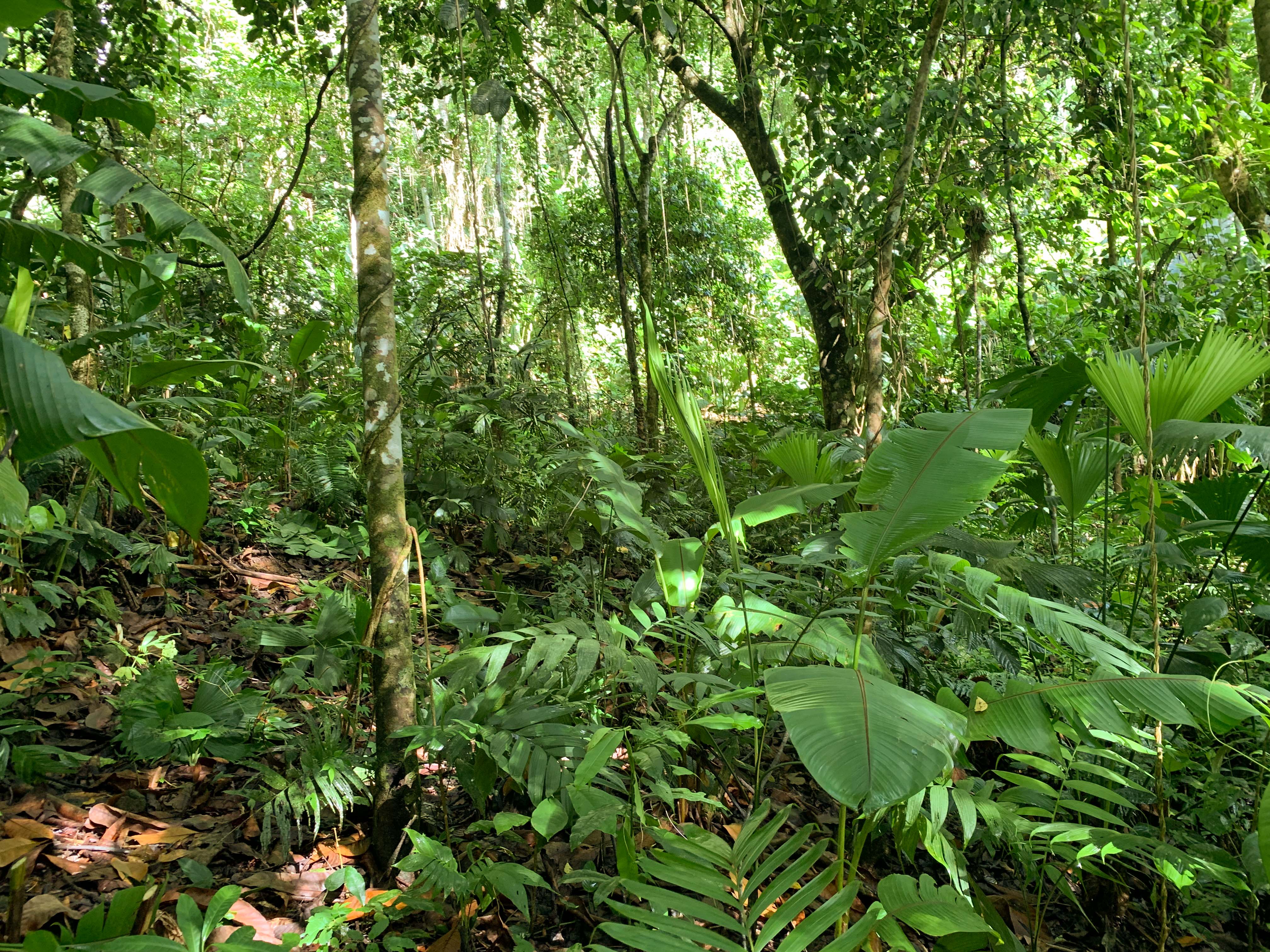 0 bed Land For Sale in Uvita, Puntarenas - thumb 23