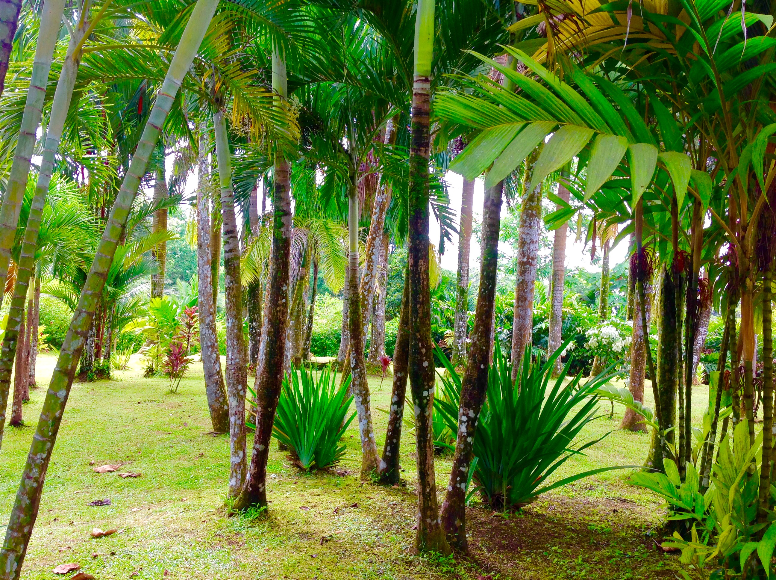 5 bed Single Family Homes For Sale in La Fortuna, Alajuela - thumb 15