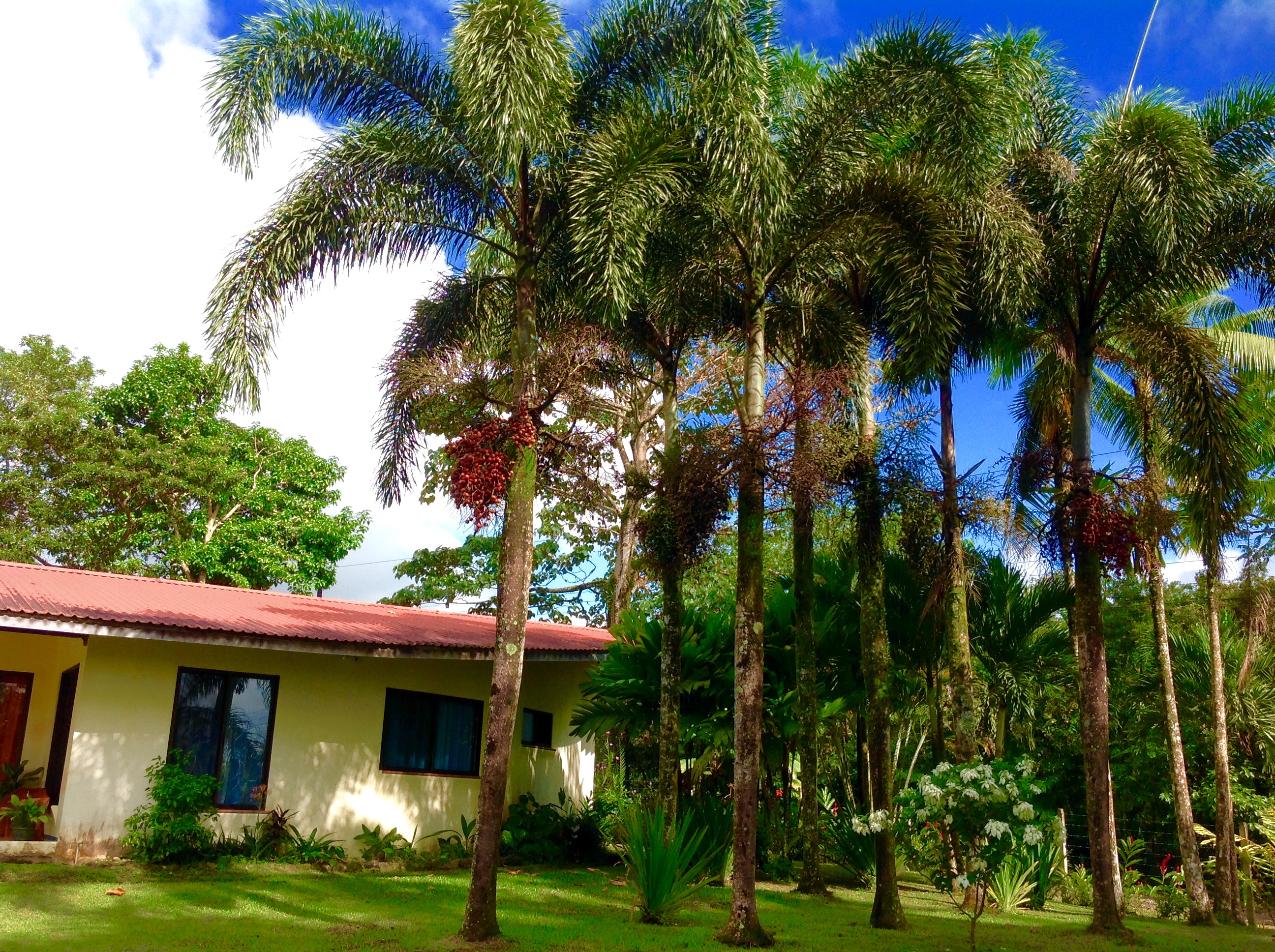 5 bed Single Family Homes For Sale in La Fortuna, Alajuela - thumb 16