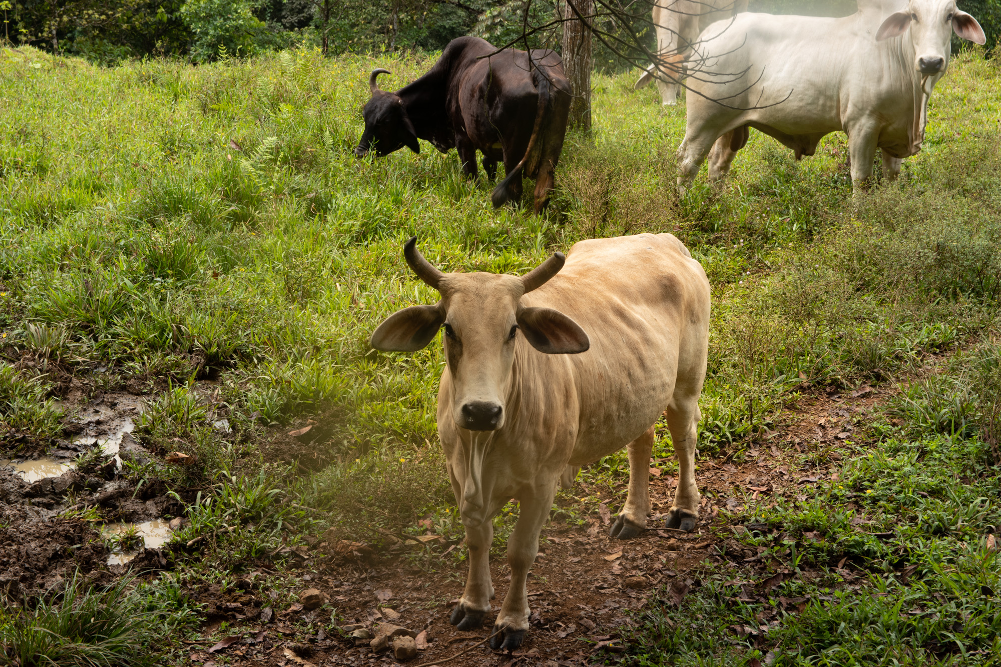 0 bed Land For Sale in Dominical, Puntarenas - thumb 11