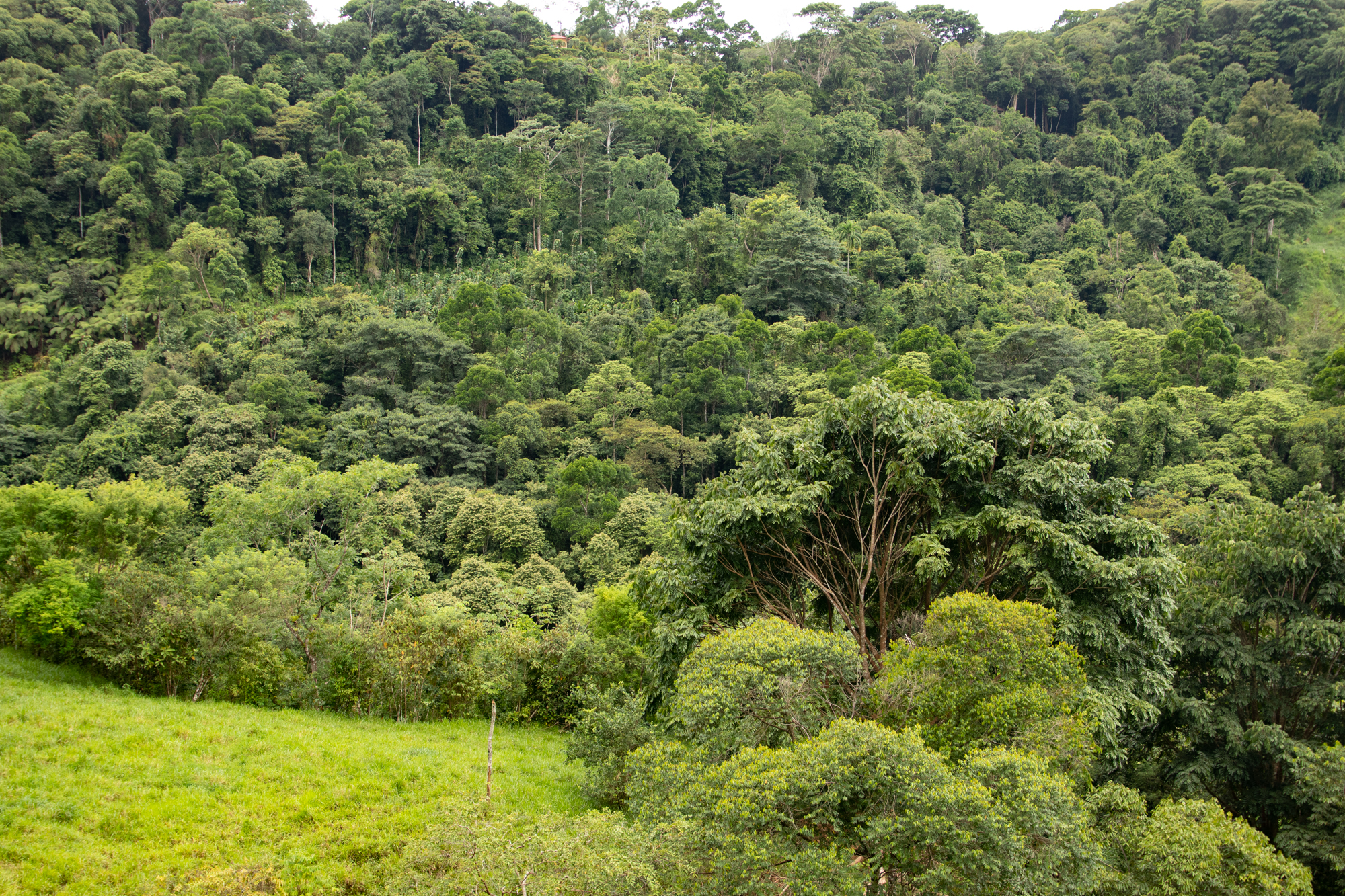 0 bed Land For Sale in Dominical, Puntarenas - thumb 3