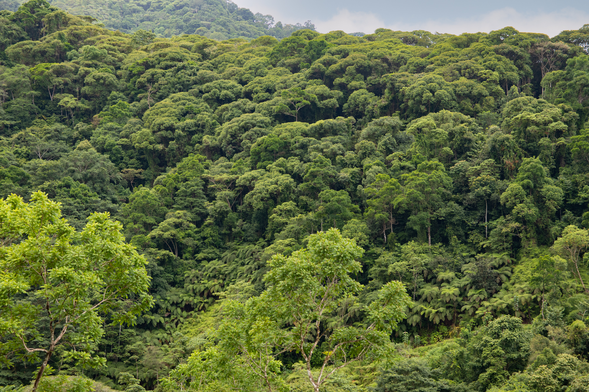 0 bed Land For Sale in Dominical, Puntarenas - thumb 2