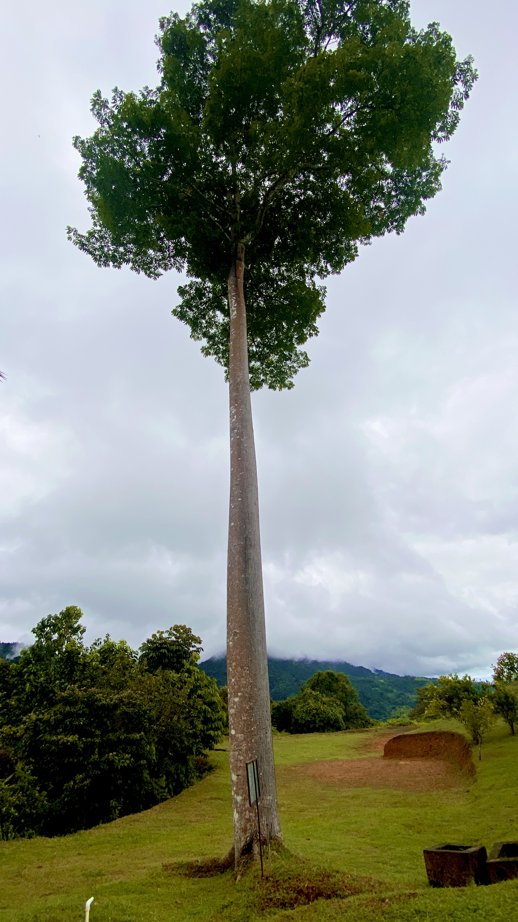 0 bed Land For Sale in Ojochal, Puntarenas - thumb 7