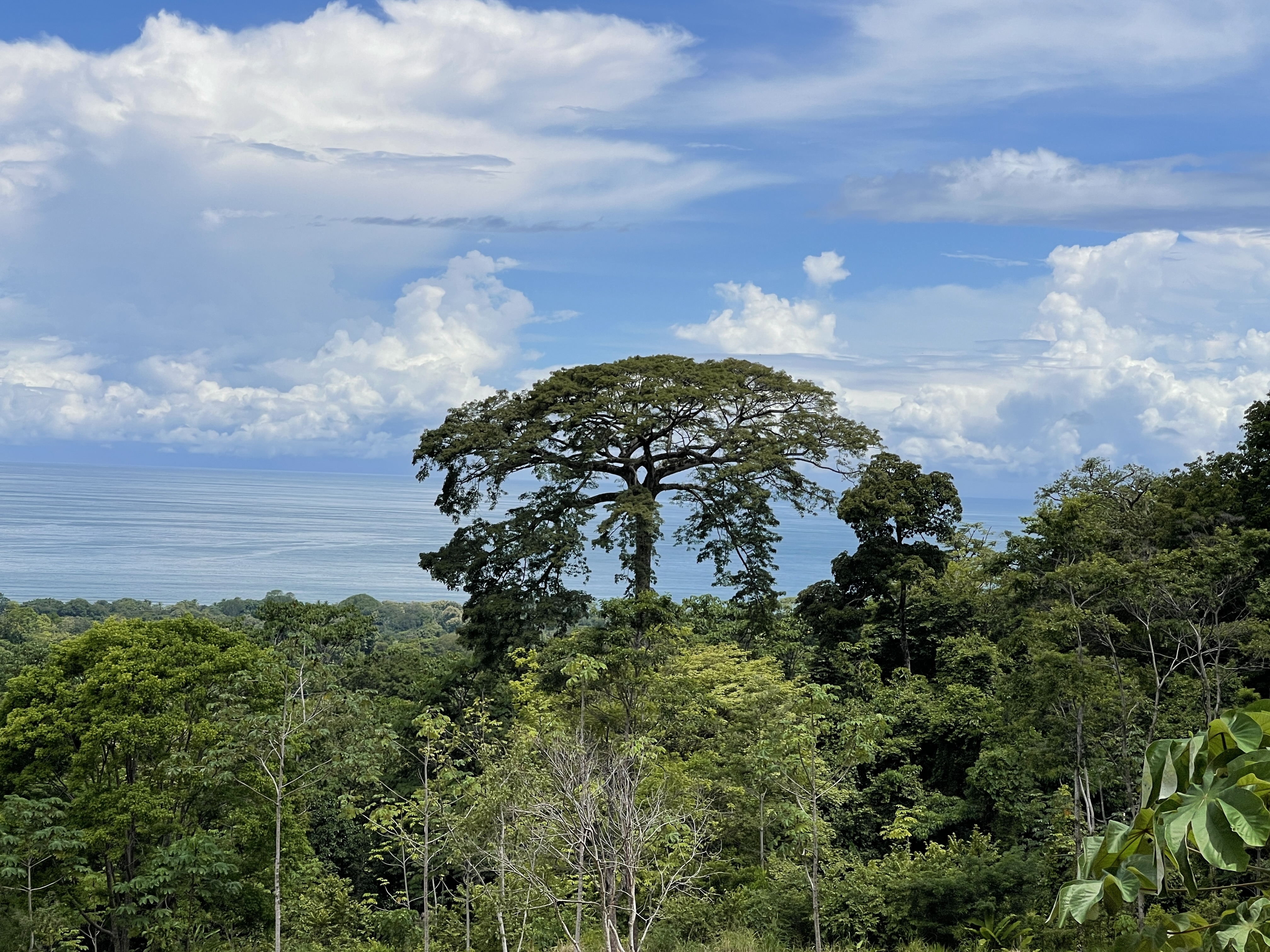 0 bed Land For Sale in Uvita, Puntarenas - thumb 9