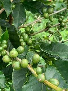 0 bed Land For Sale in San Ramon, Alajuela - thumb 6