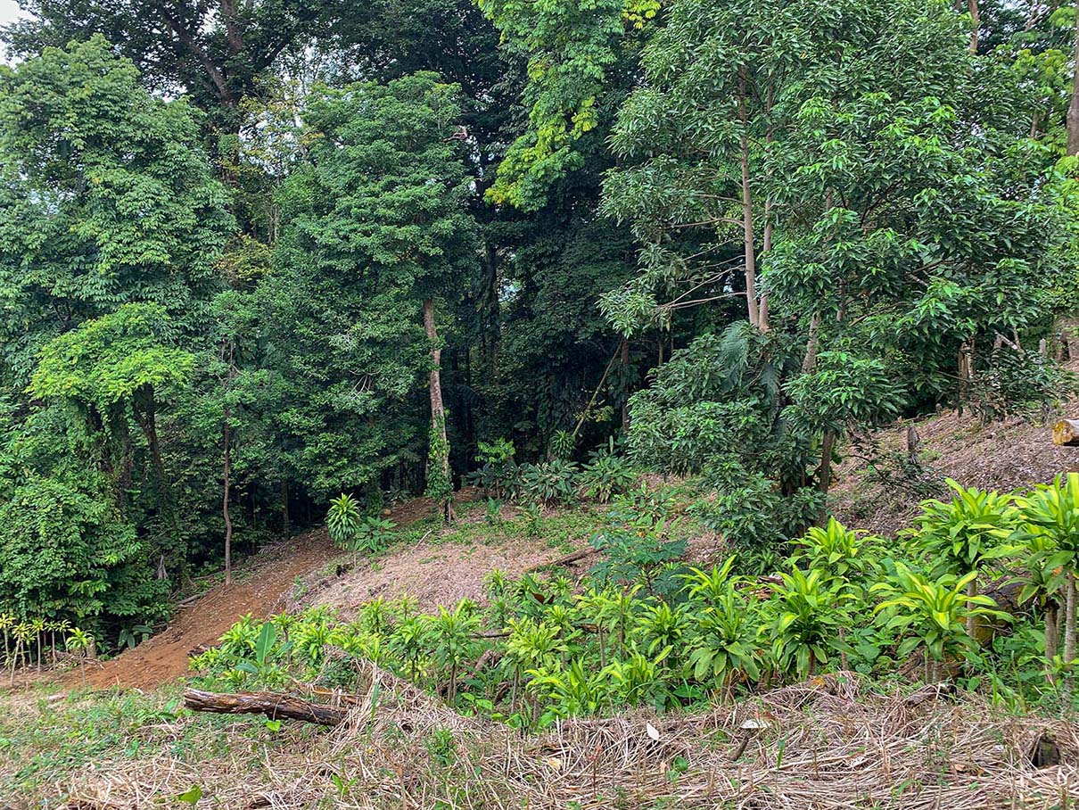 0 bed Land For Sale in Ojochal, Puntarenas - thumb 4