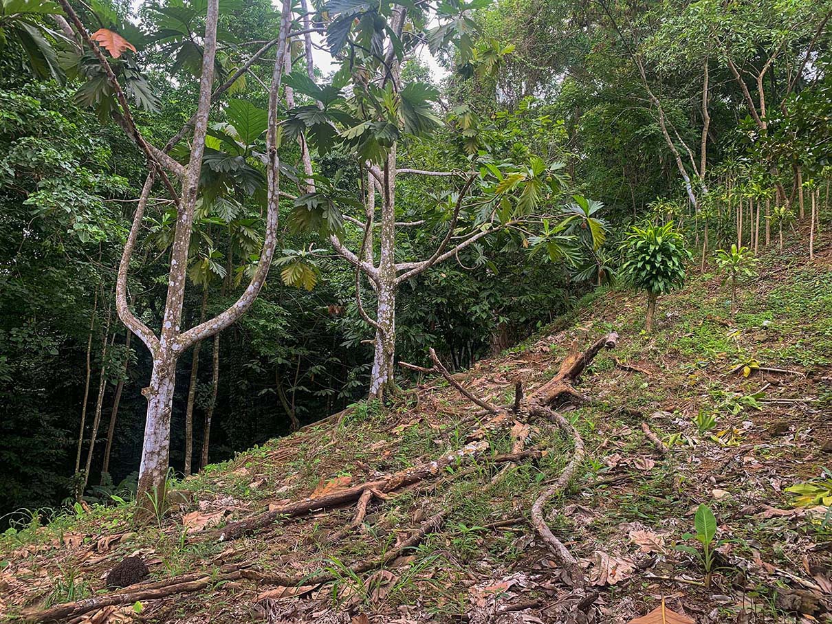 0 bed Land For Sale in Ojochal, Puntarenas - thumb 12