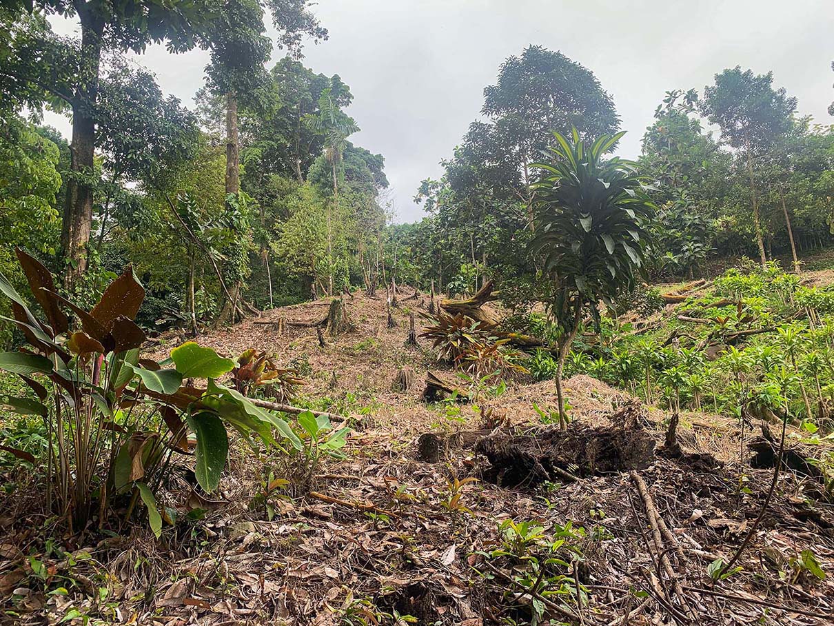 0 bed Land For Sale in Ojochal, Puntarenas - thumb 10