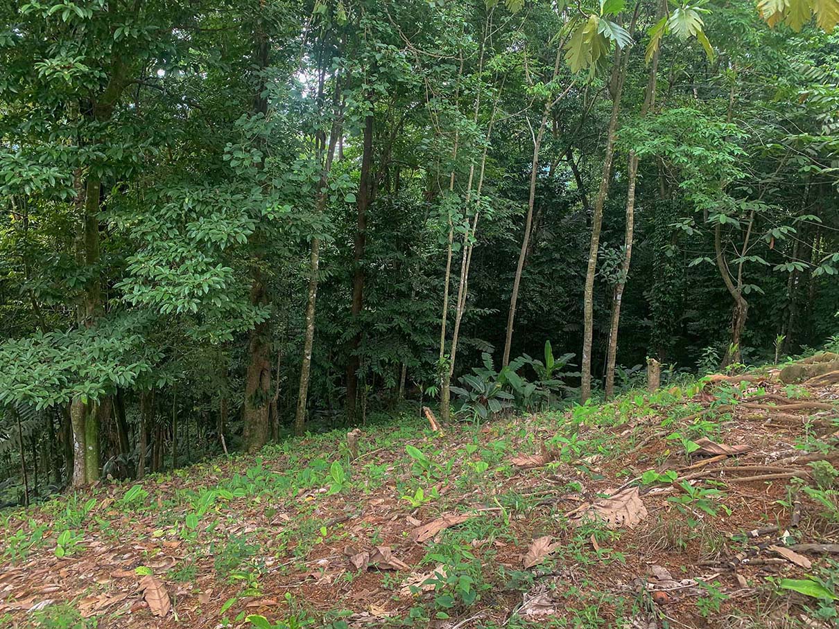 0 bed Land For Sale in Ojochal, Puntarenas - thumb 15