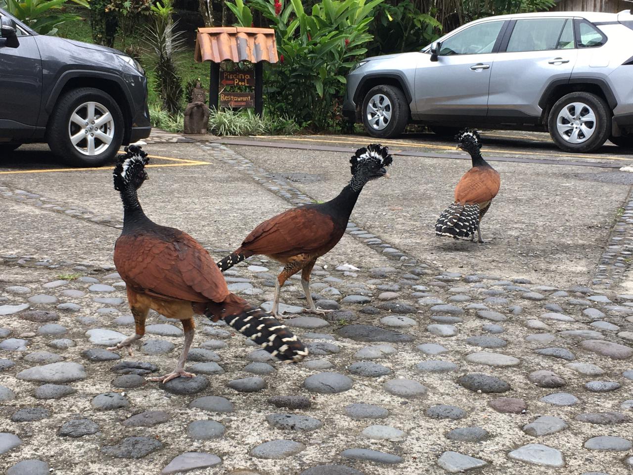 20 bed Hotel / Leisure For Sale in Alajuela, Alajuela - thumb 5