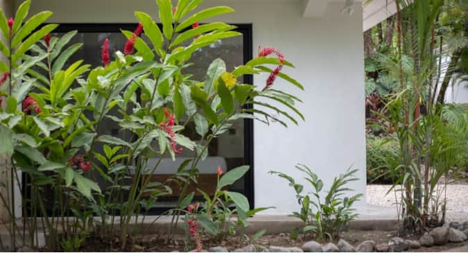 3 bed Single Family Homes For Rent in Nosara, Guanacaste - thumb 22