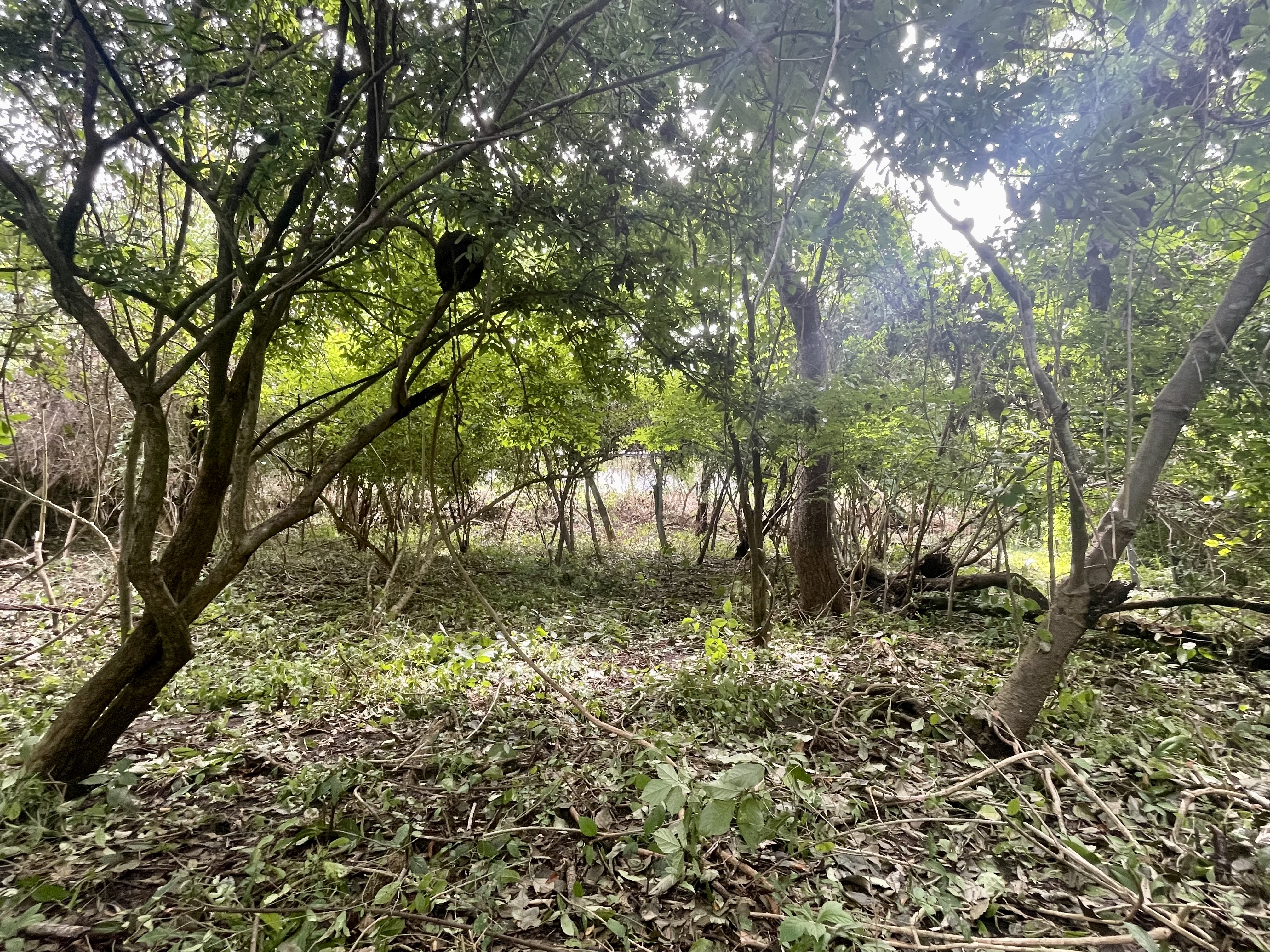 0 bed Land For Sale in Nosara, Guanacaste - thumb 6