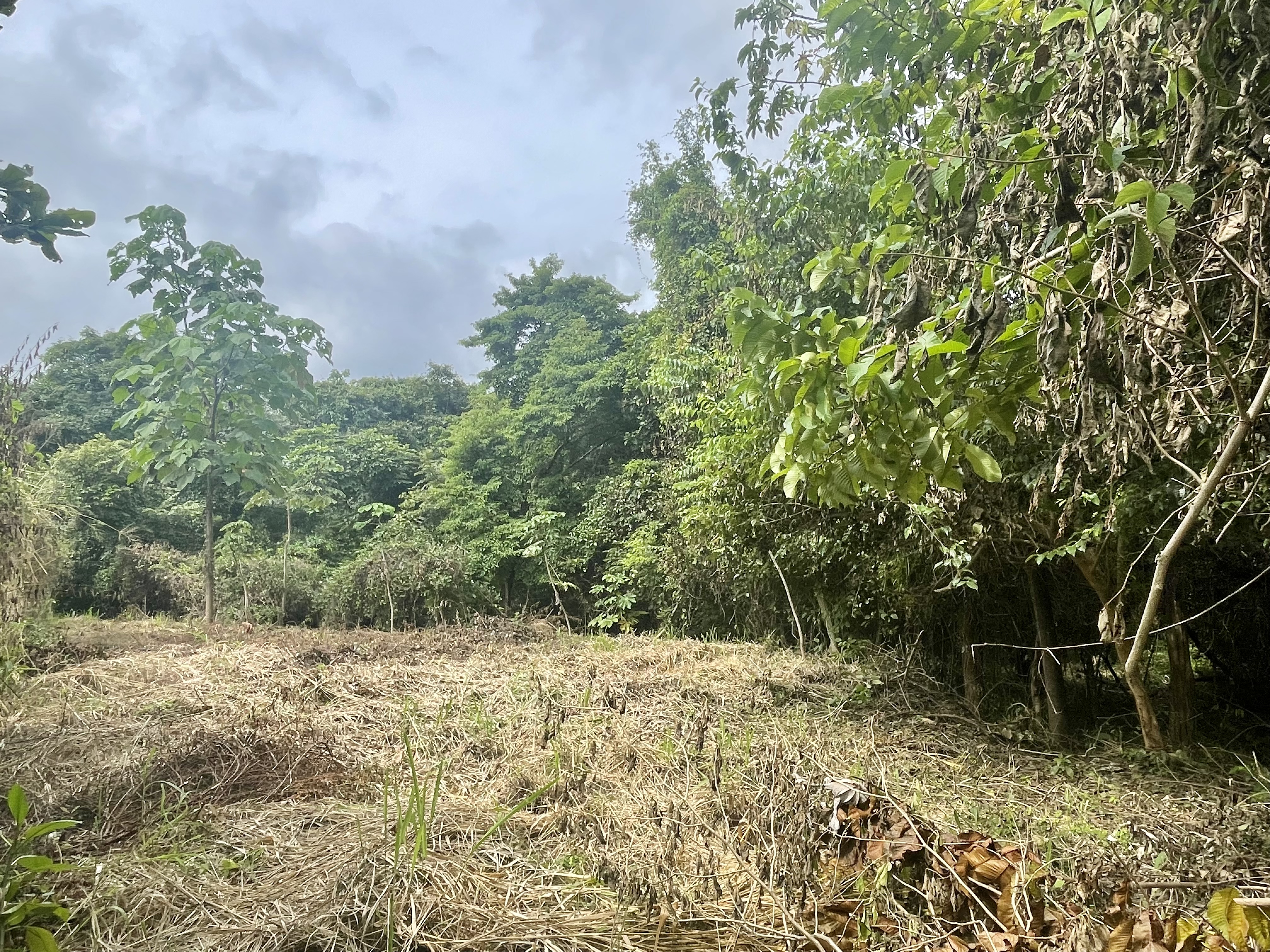 0 bed Land For Sale in Nosara, Guanacaste - thumb 3