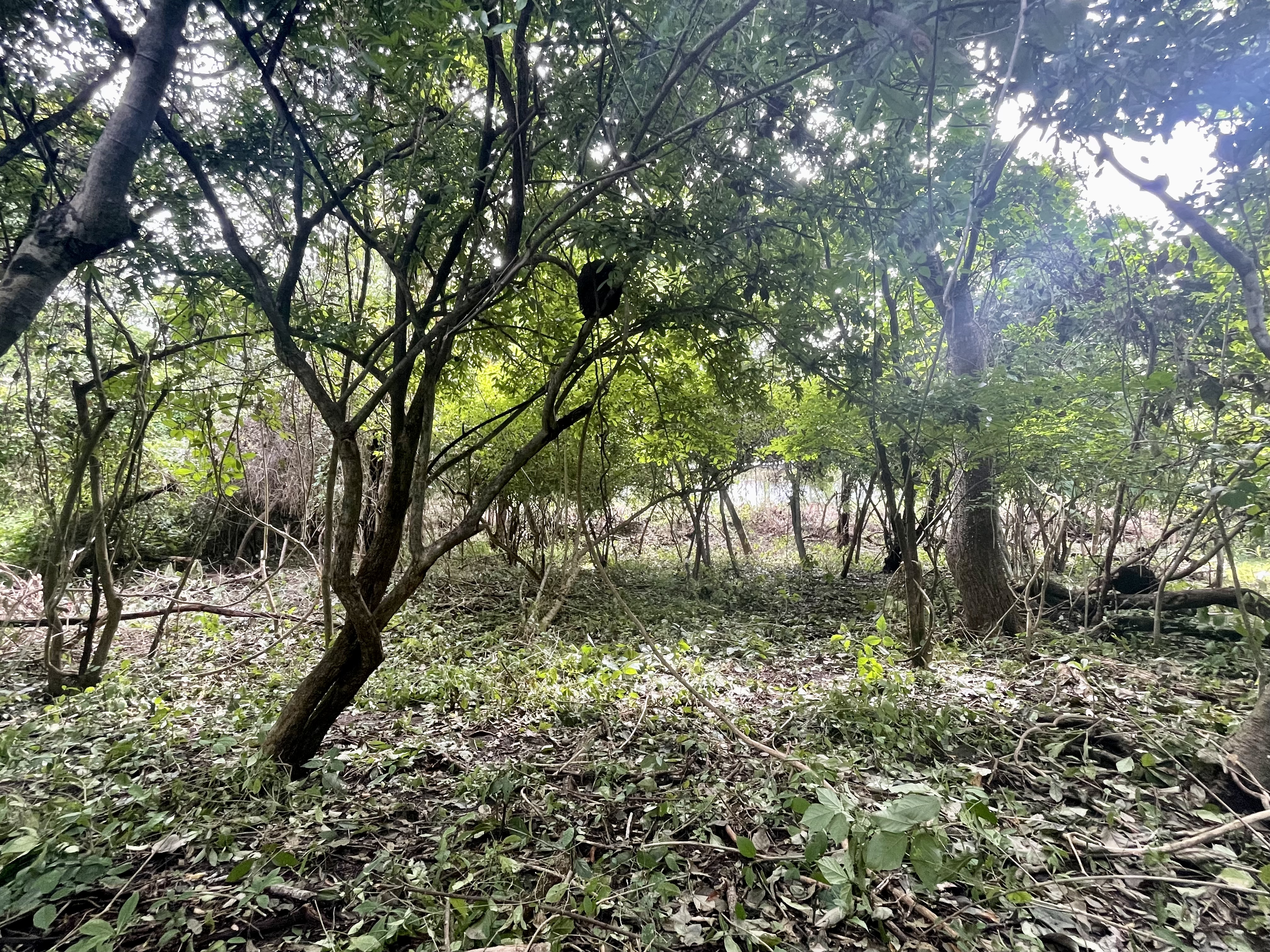 0 bed Land For Sale in Nosara, Guanacaste - thumb 9