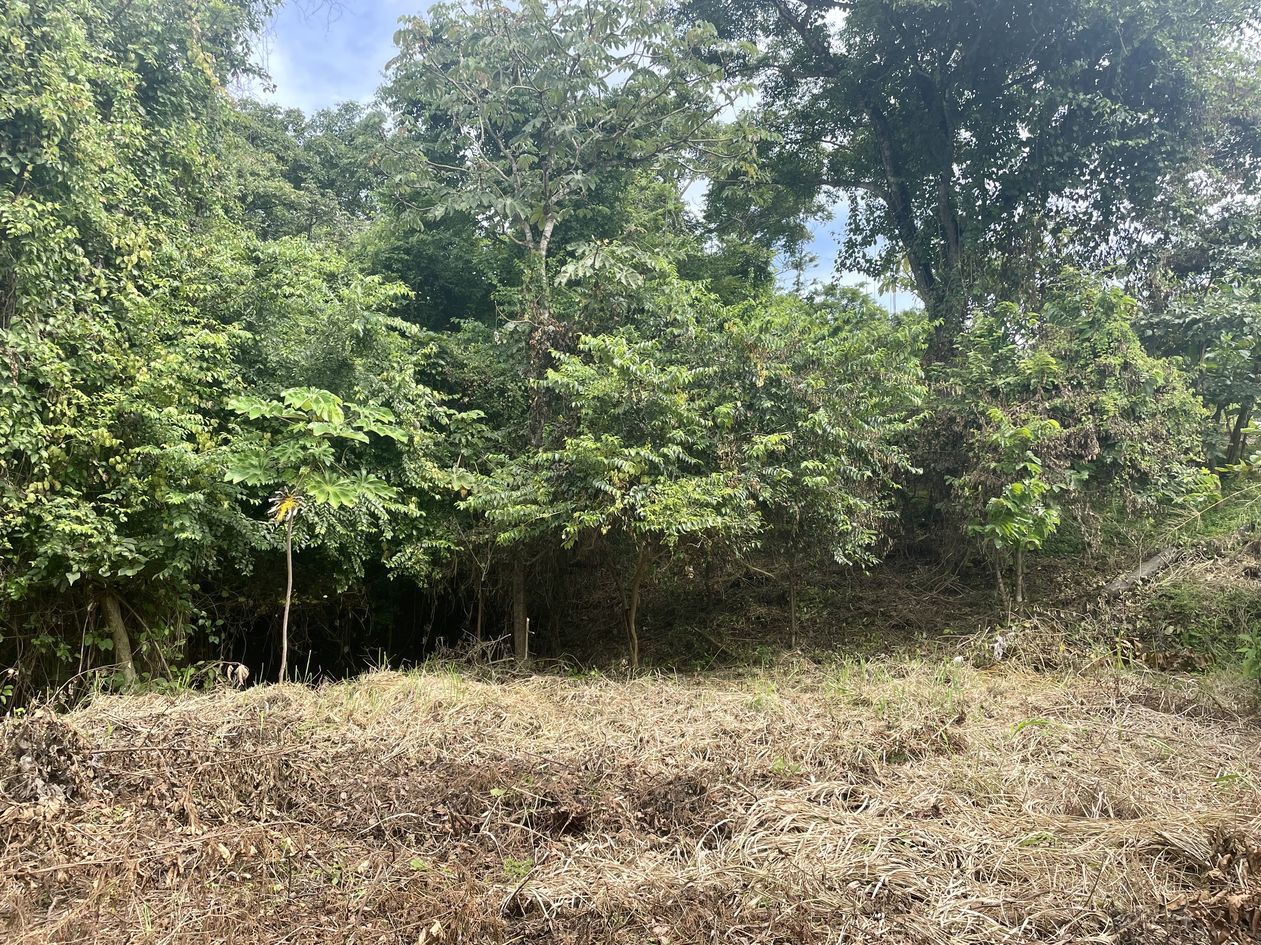 0 bed Land For Sale in Nosara, Guanacaste - thumb 7