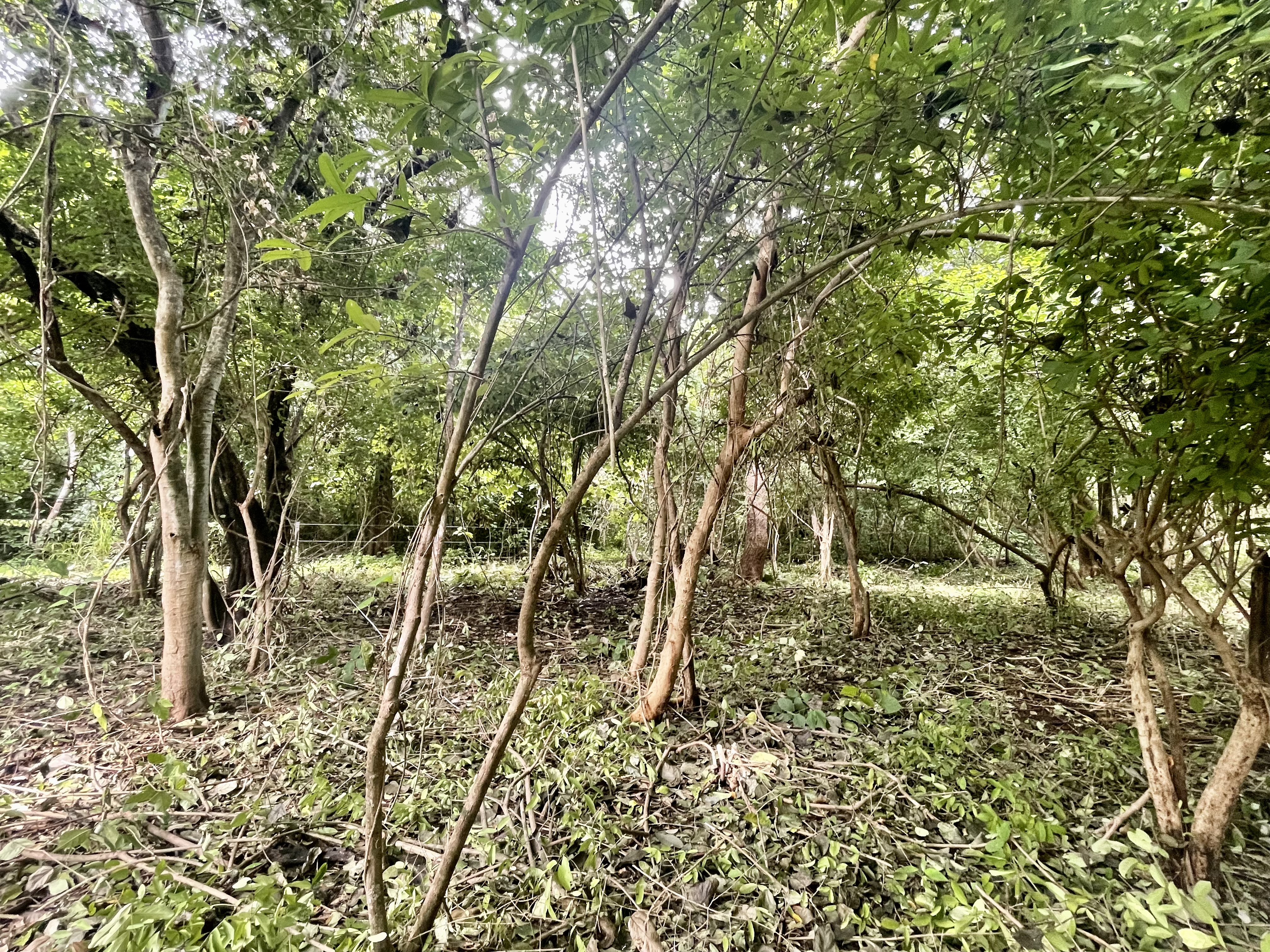 0 bed Land For Sale in Nosara, Guanacaste - thumb 8