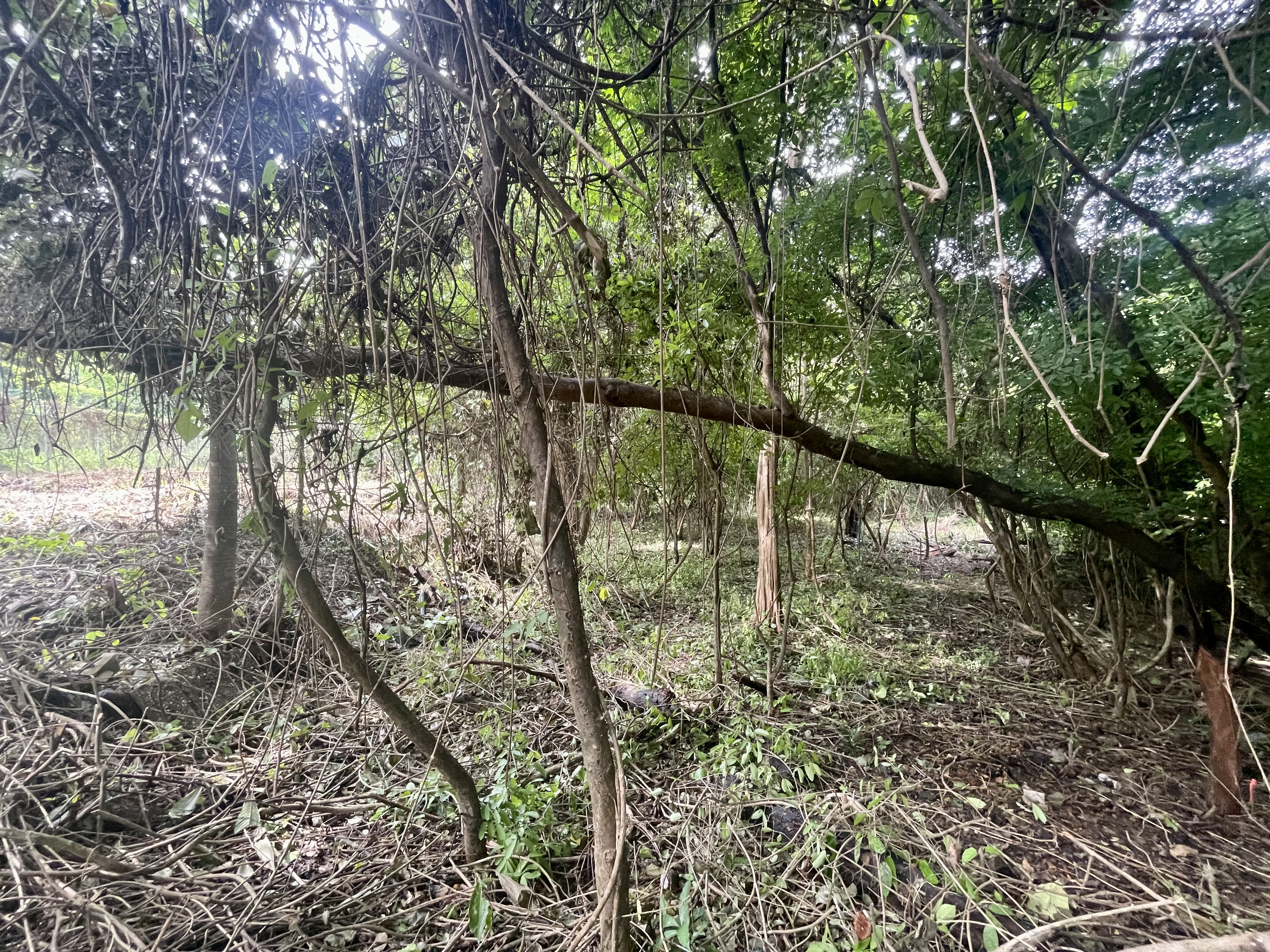 0 bed Land For Sale in Nosara, Guanacaste - thumb 5