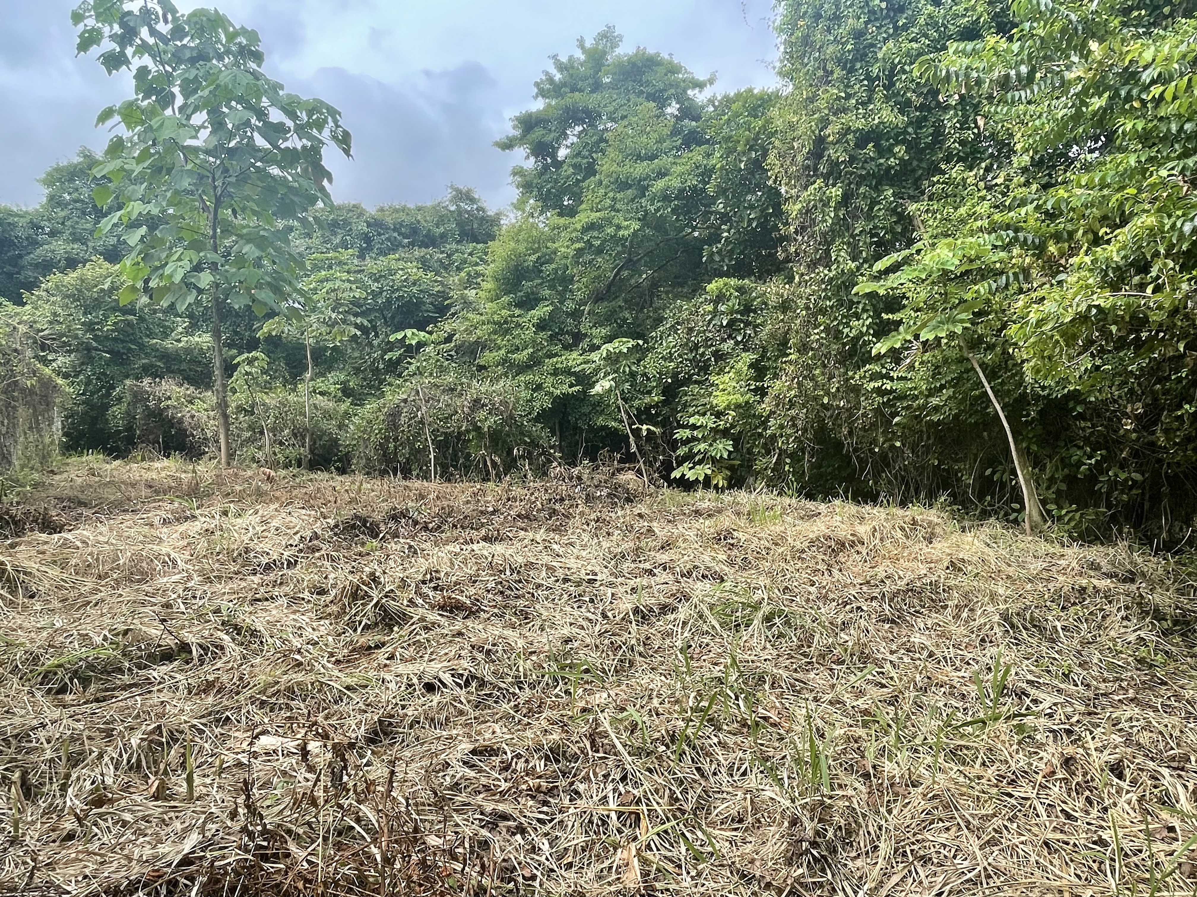 0 bed Land For Sale in Nosara, Guanacaste - thumb 2