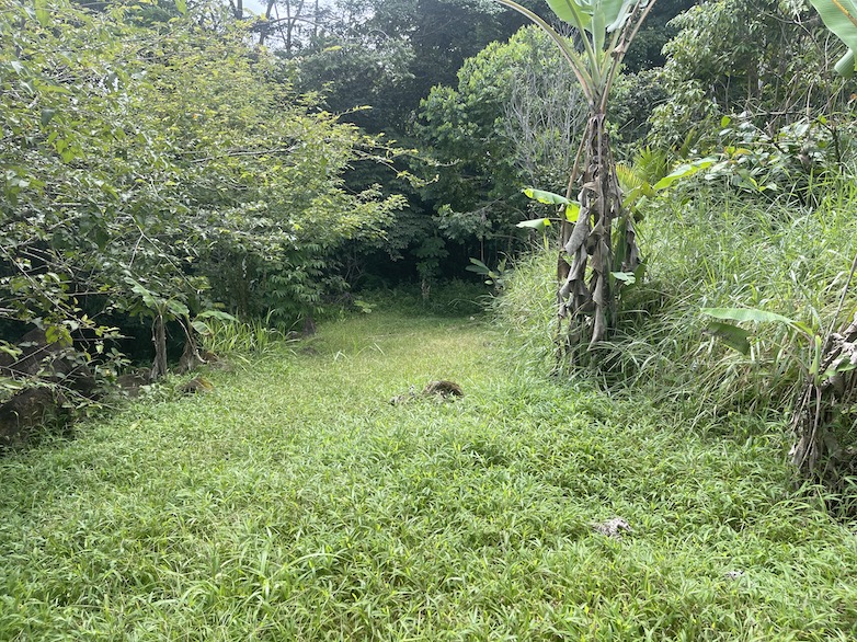 0 bed Land For Sale in Dominical, Puntarenas - thumb 4